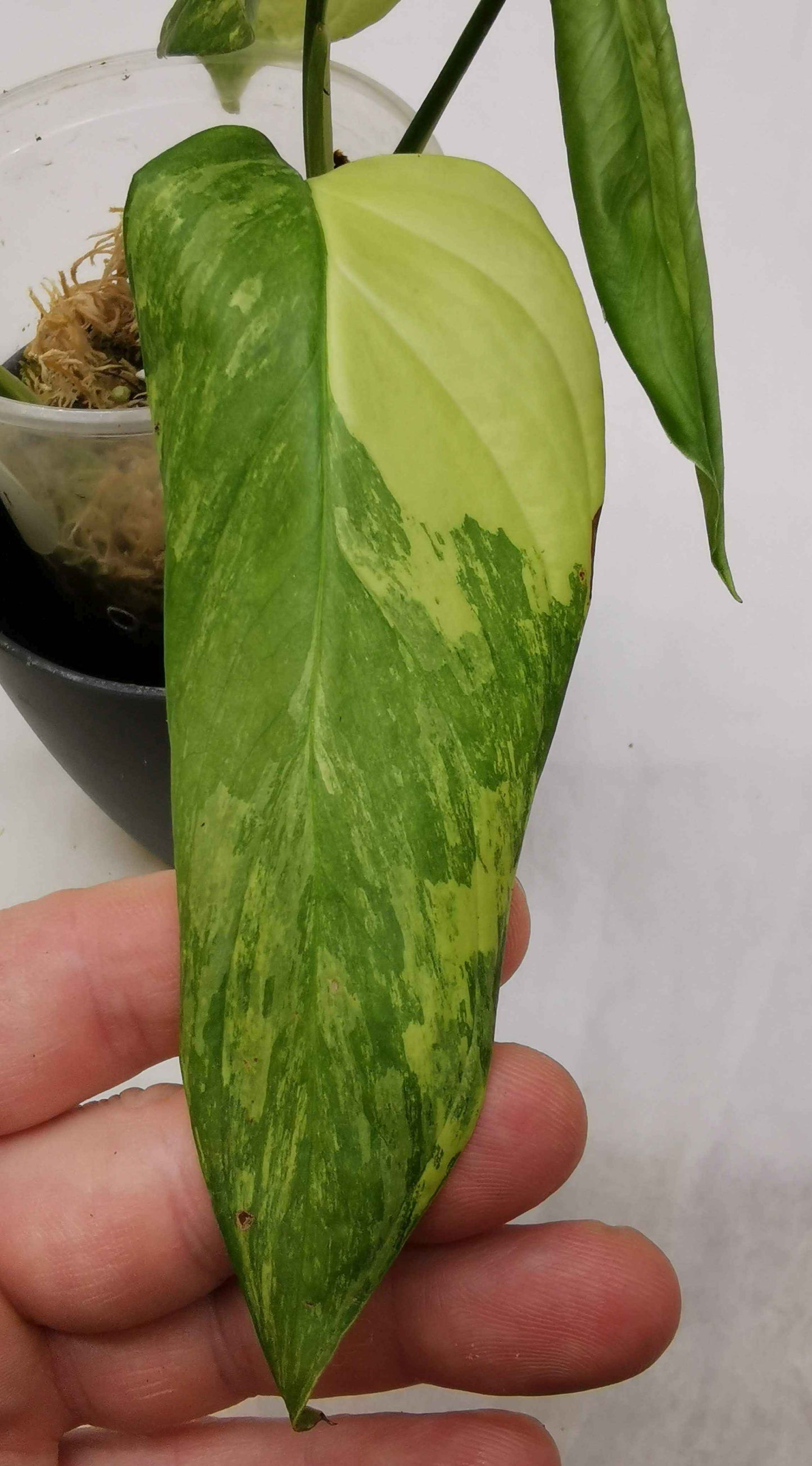 Monstera Obliqua Muyuna Variegated Nr.2
