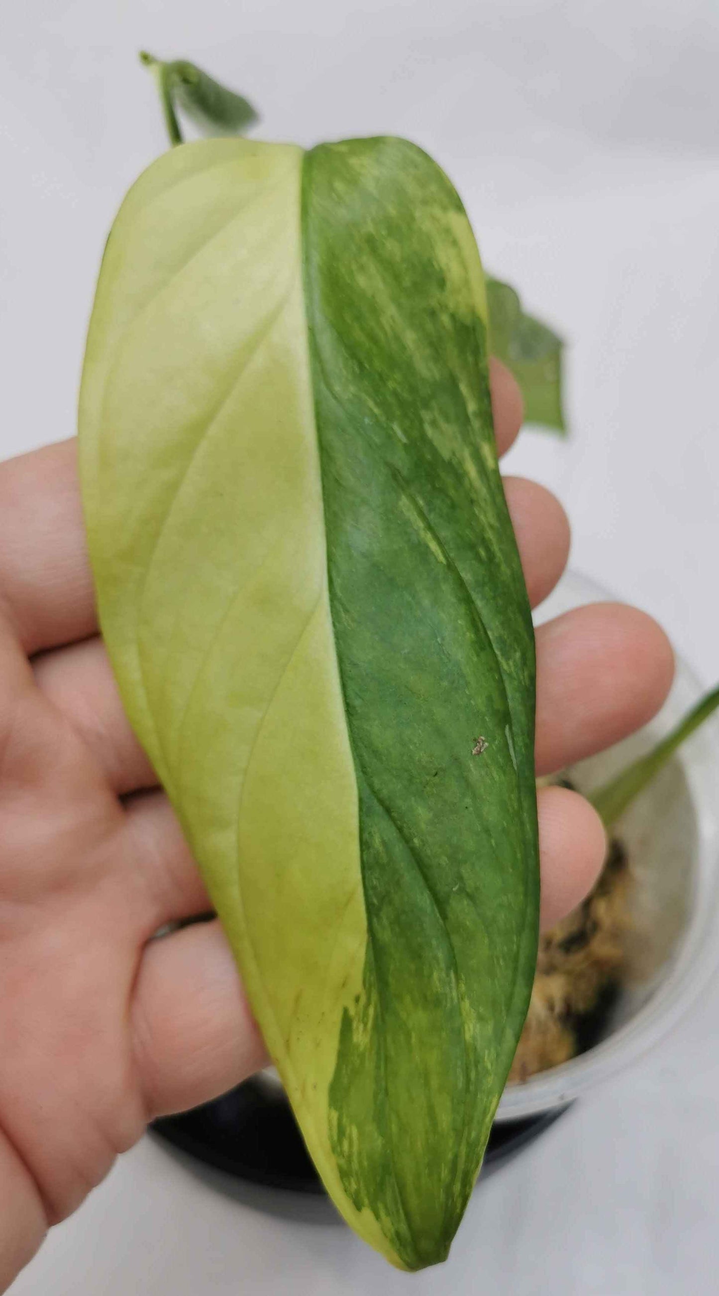 Monstera Obliqua Muyuna Variegated Nr.2