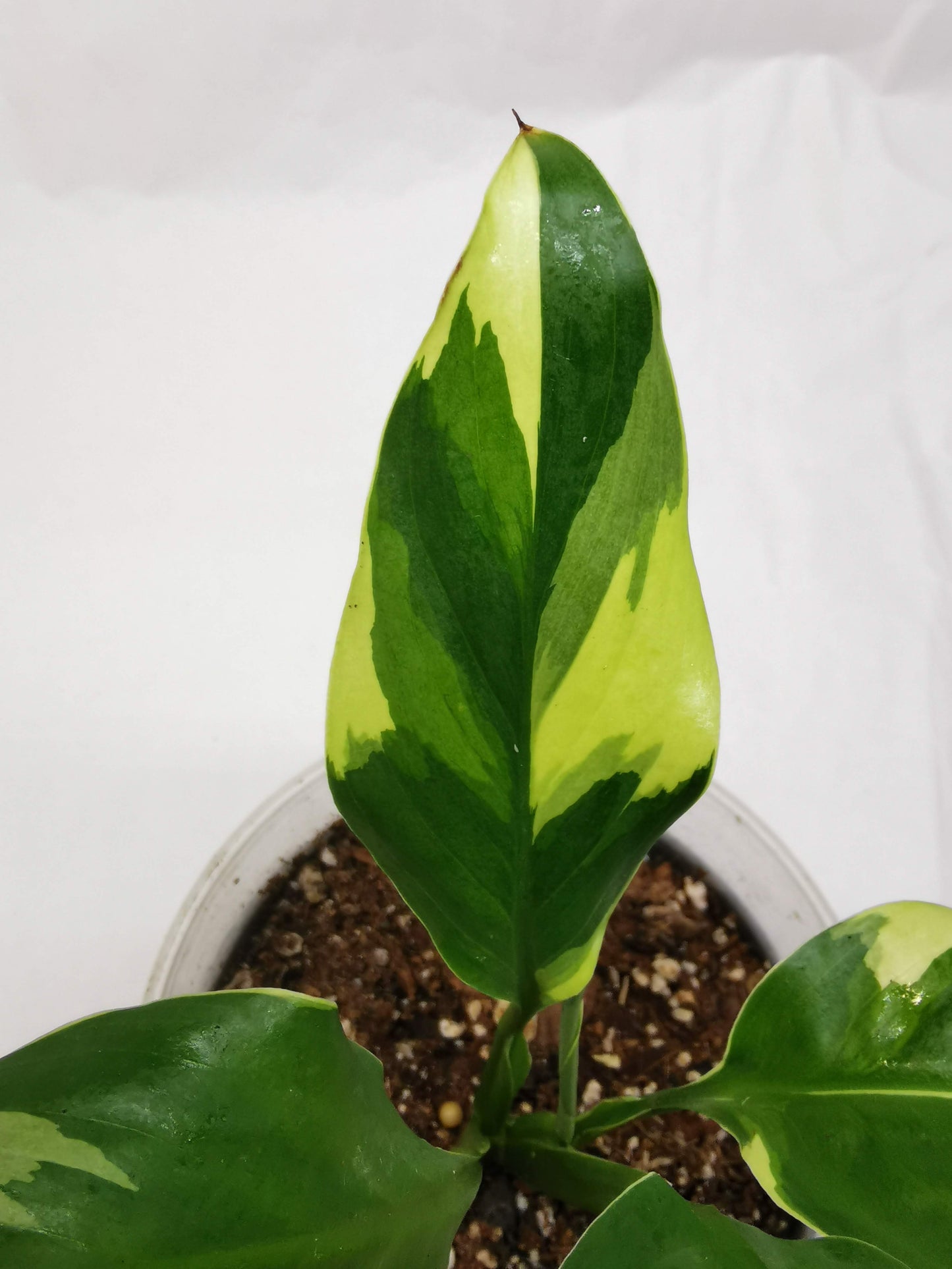 Spathiphyllum Neon