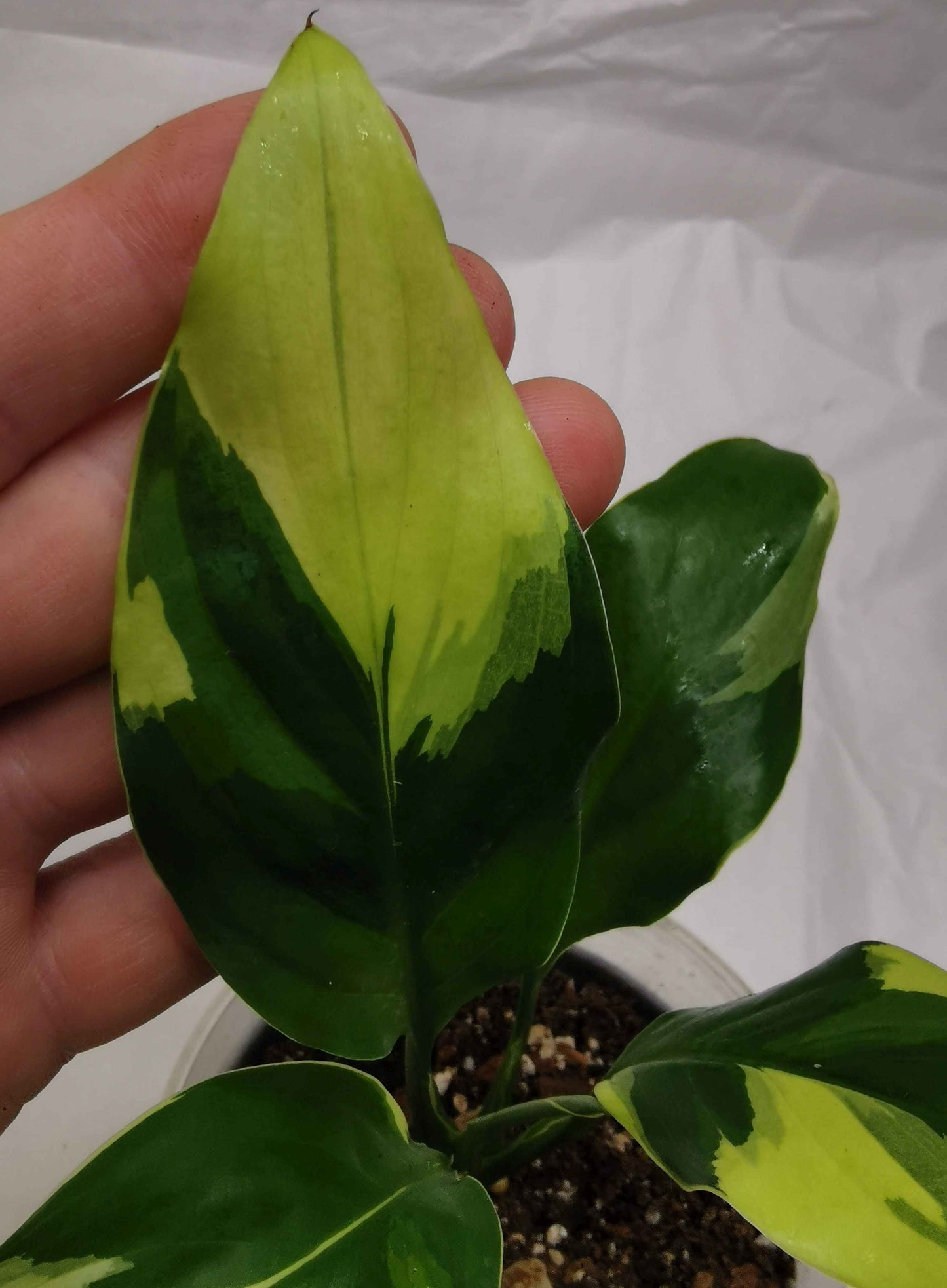 Spathiphyllum Neon
