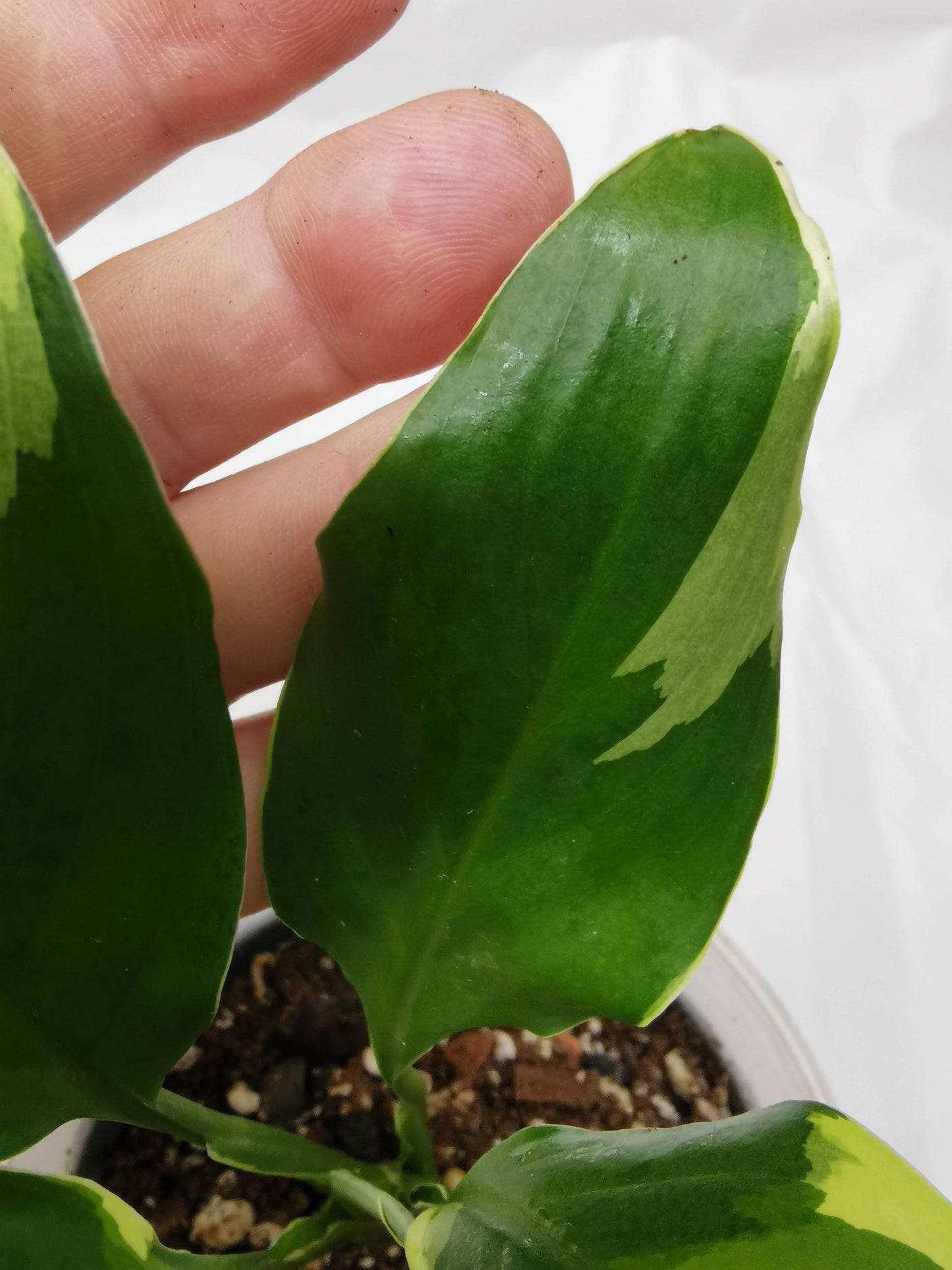 Spathiphyllum Neon