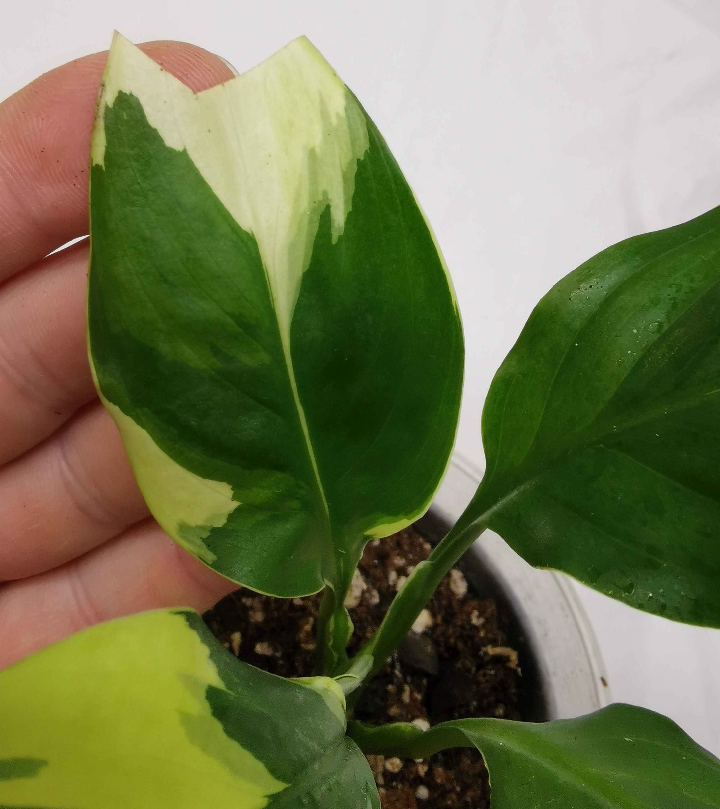 Spathiphyllum Neon