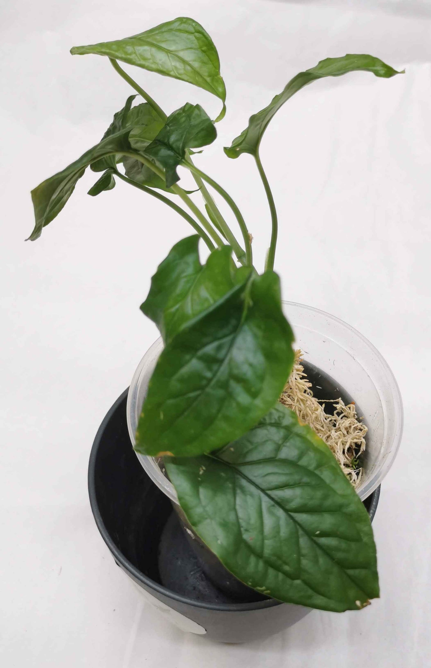 Monstera Membranacea