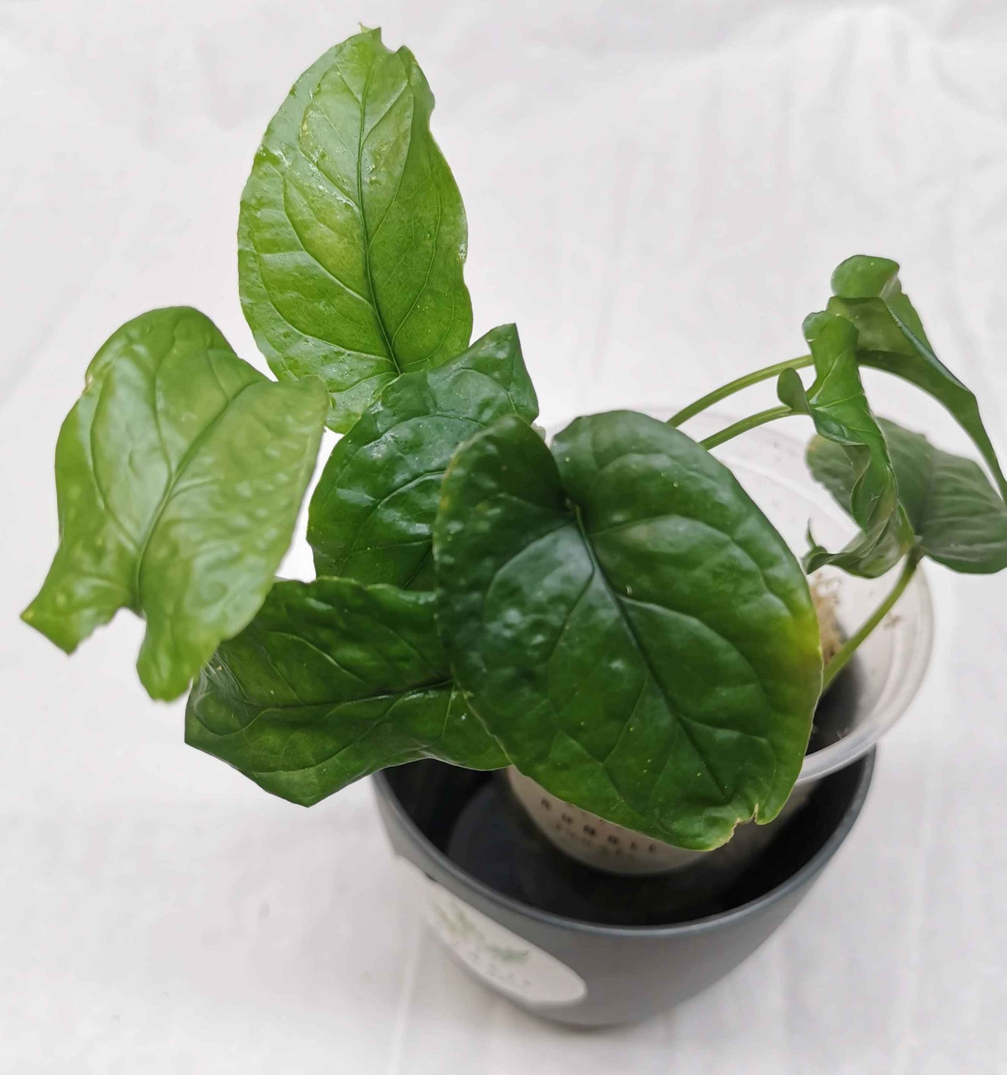 Monstera Membranacea