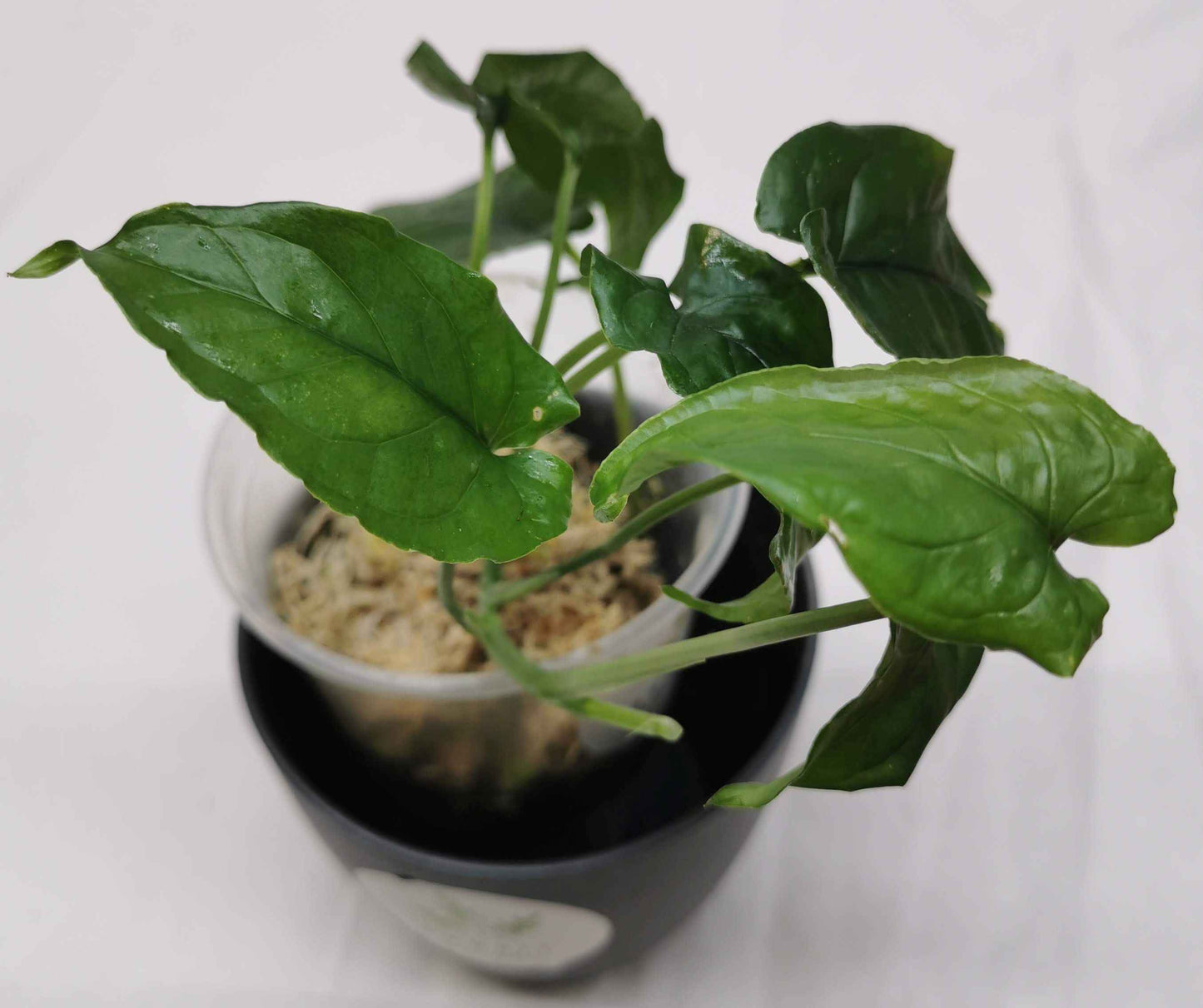 Monstera Membranacea