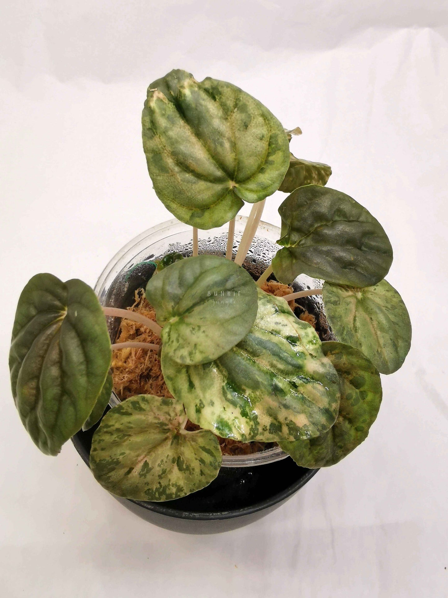 Peperomia pink lady