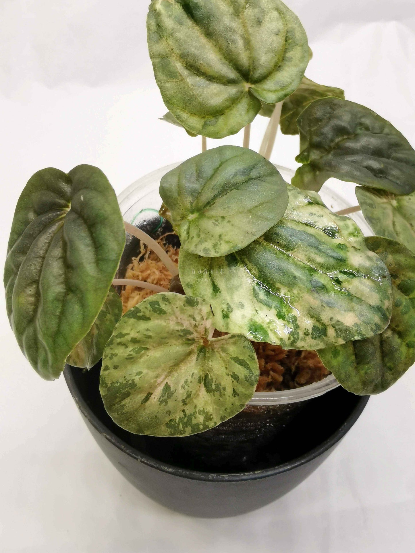 Peperomia pink lady
