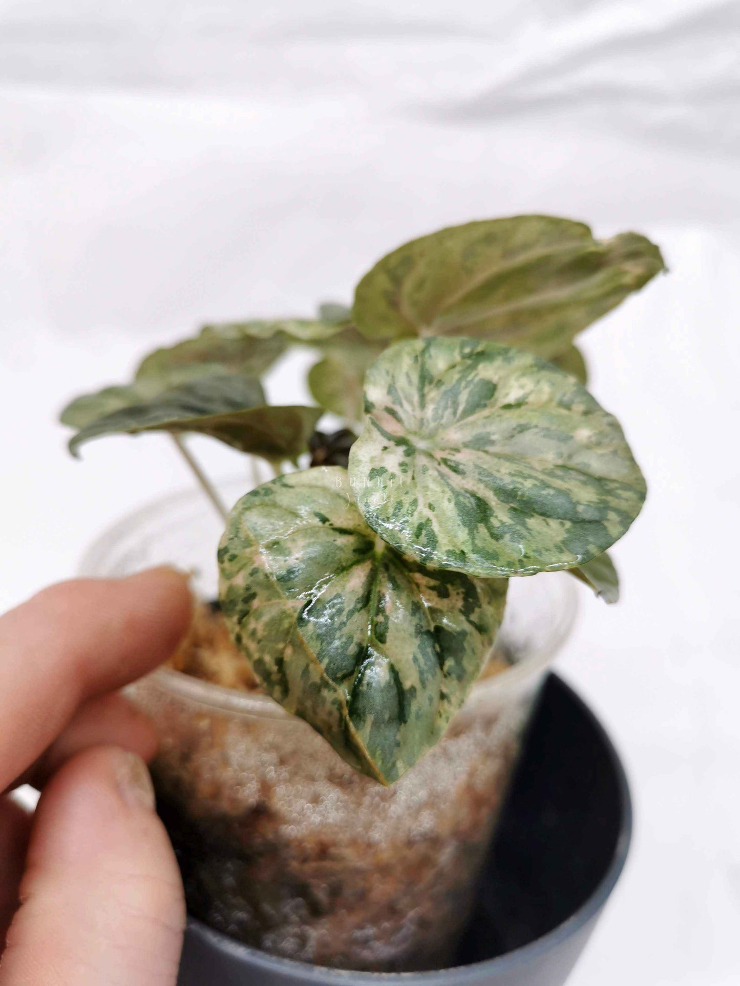 Peperomia pink lady