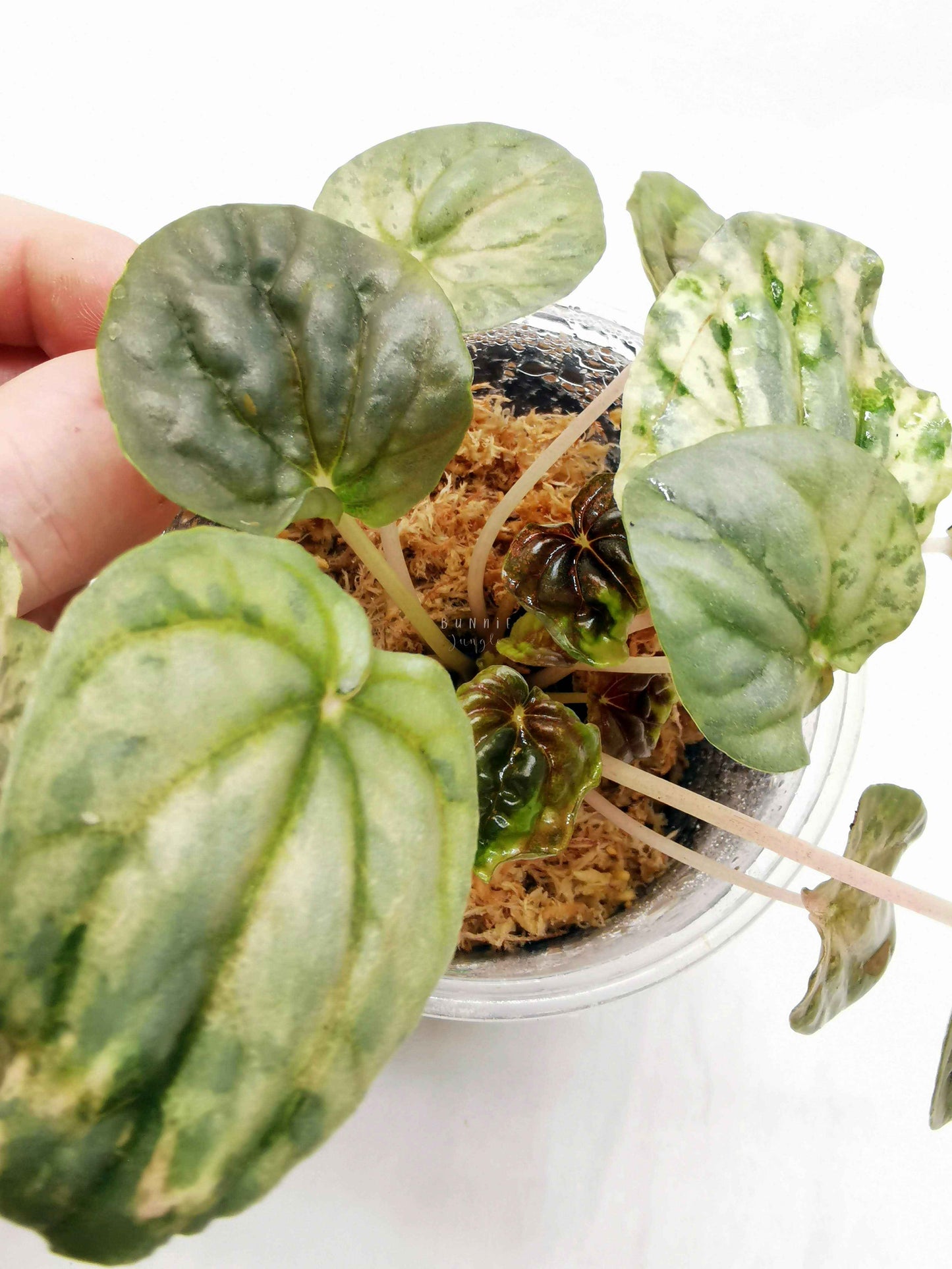 Peperomia pink lady