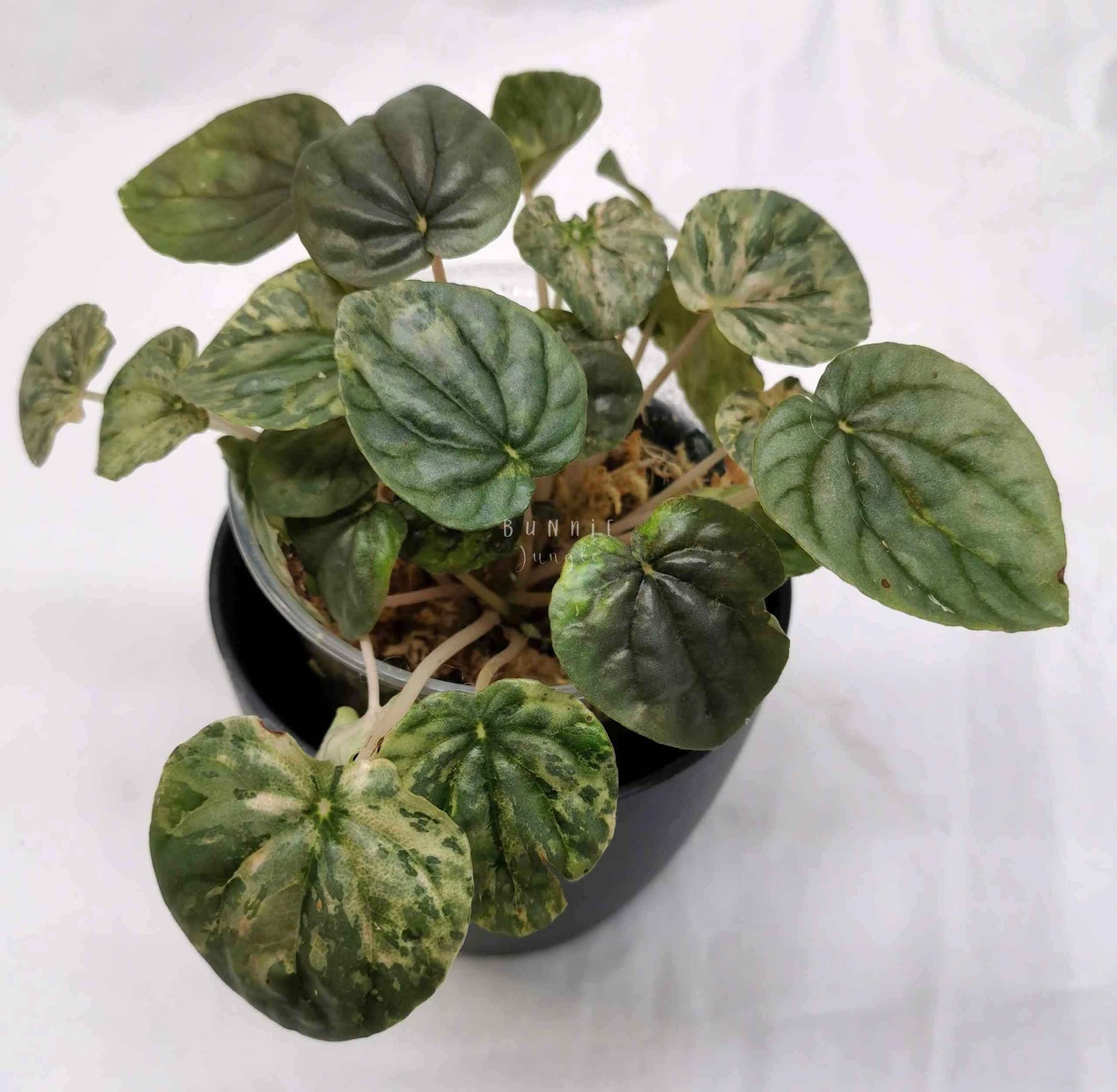 Peperomia pink lady