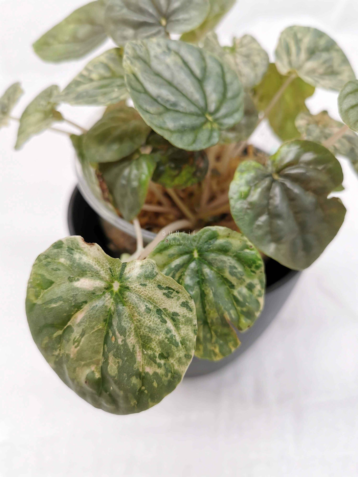 Peperomia pink lady