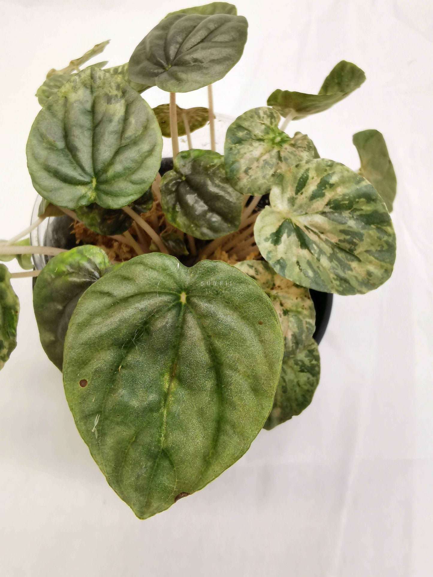 Peperomia pink lady