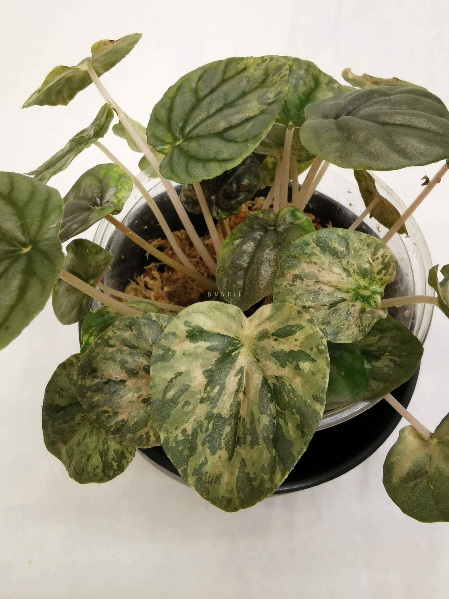 Peperomia pink lady