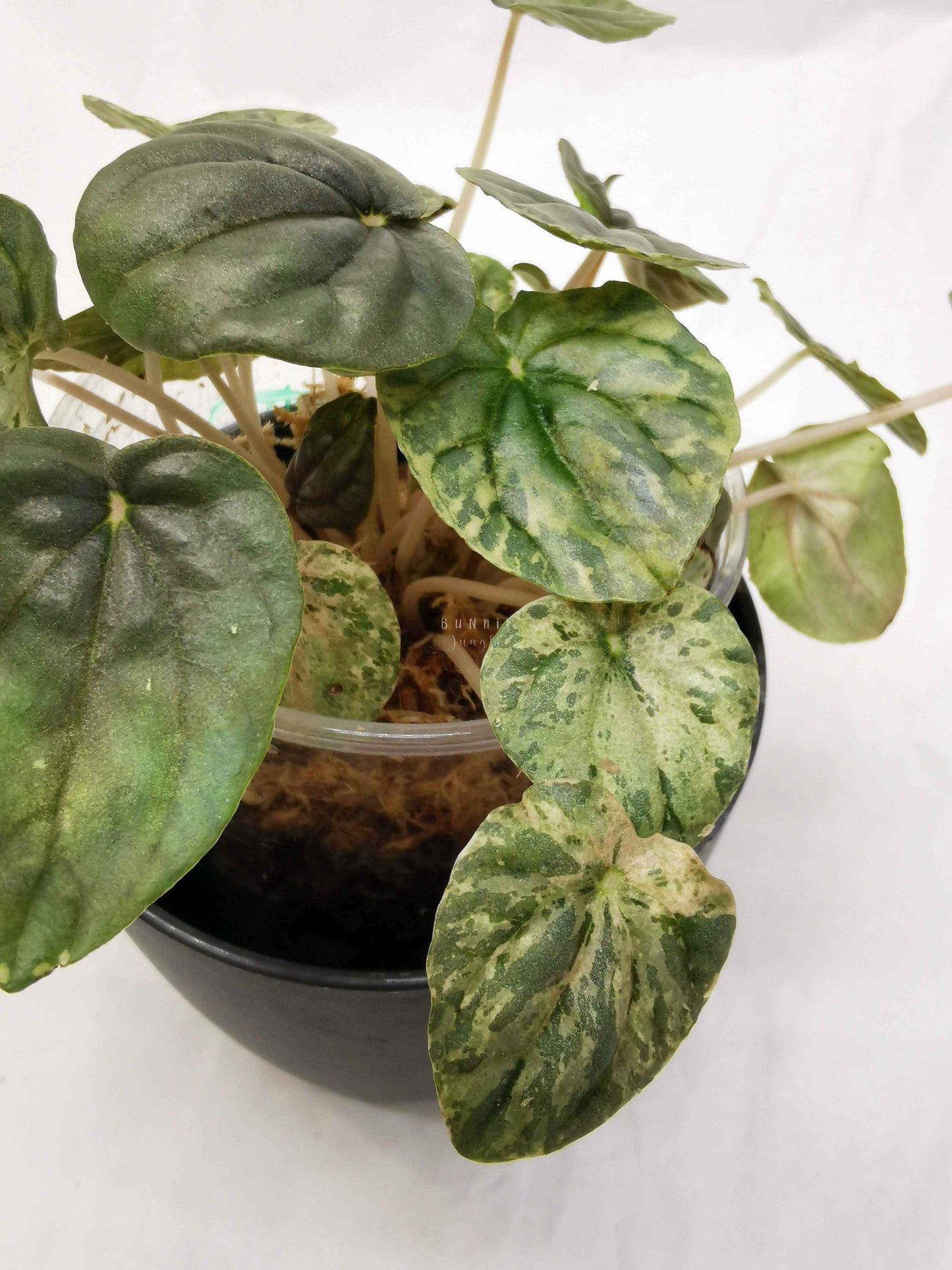 Peperomia pink lady