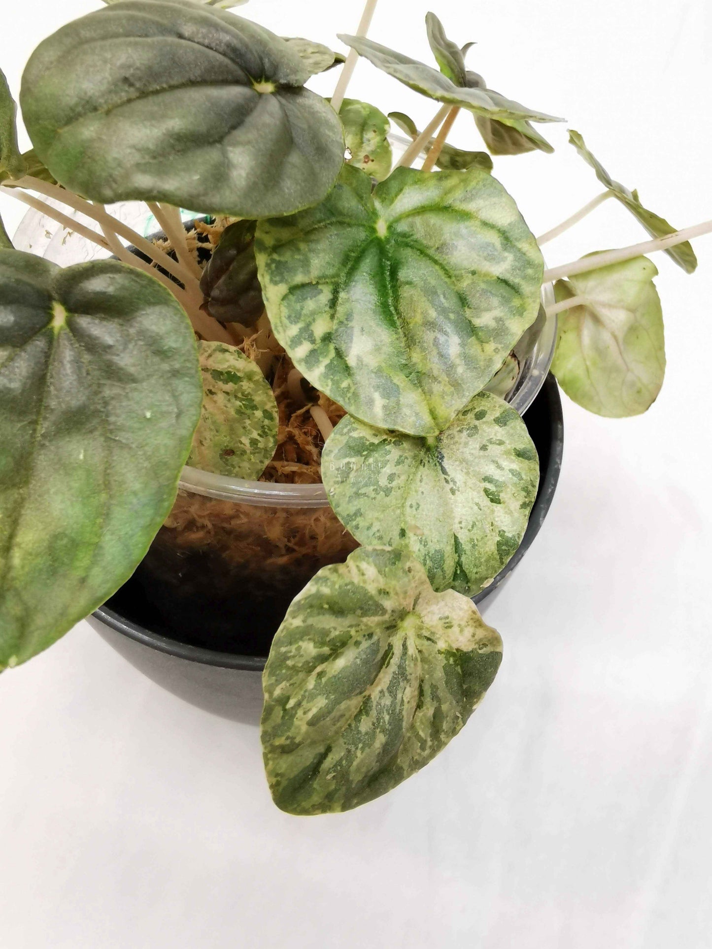 Peperomia pink lady