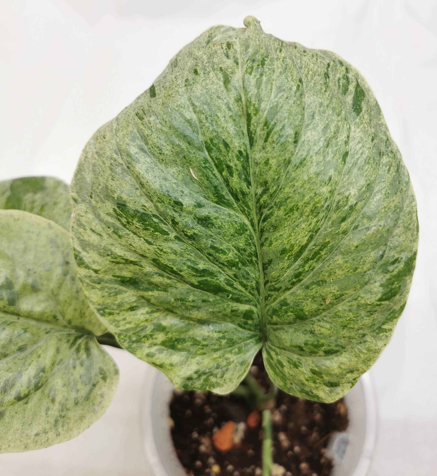 Amydrium Medium Mint "Rare" Nr. 1