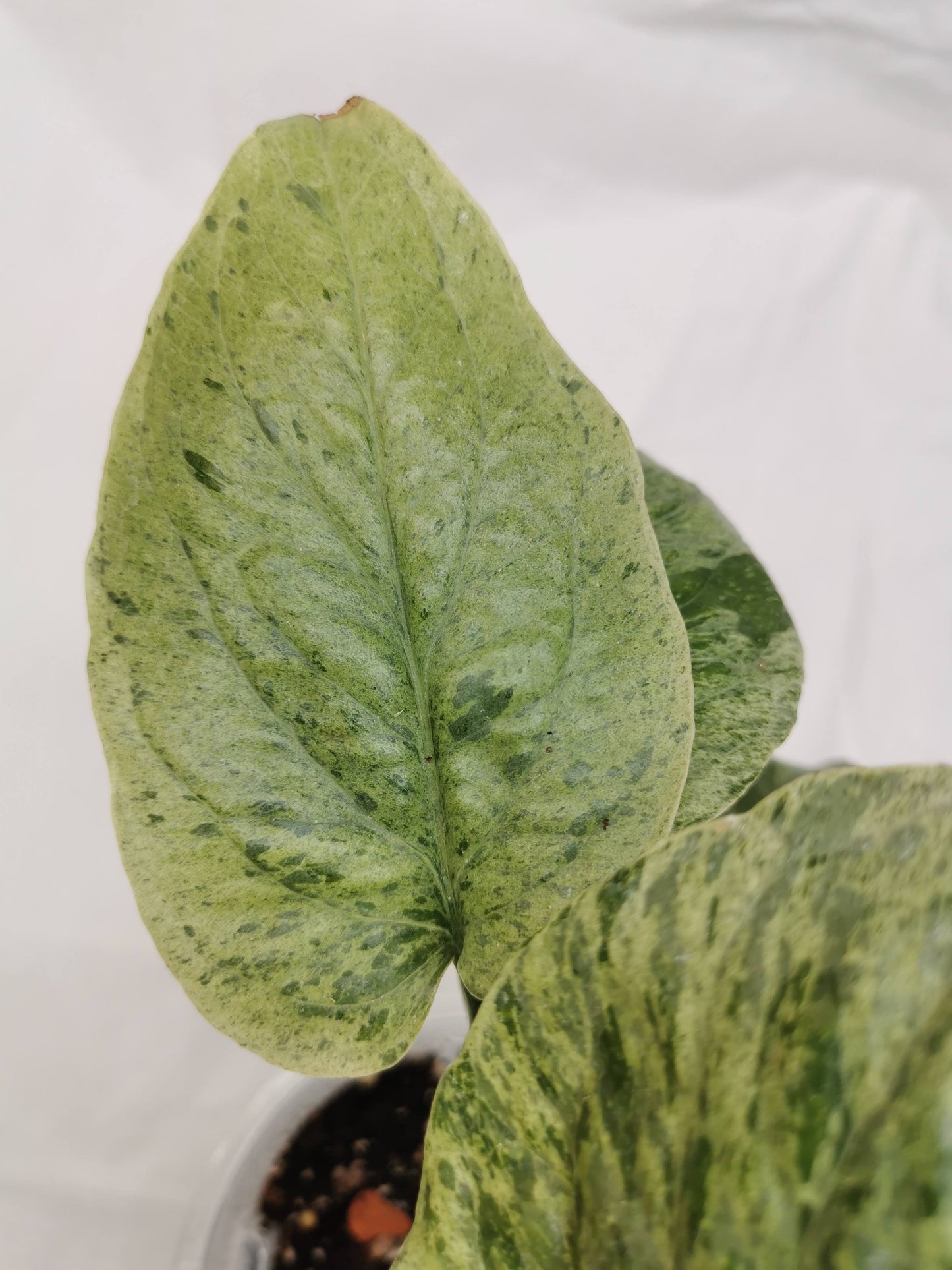 Amydrium Medium Mint "Rare" Nr. 1