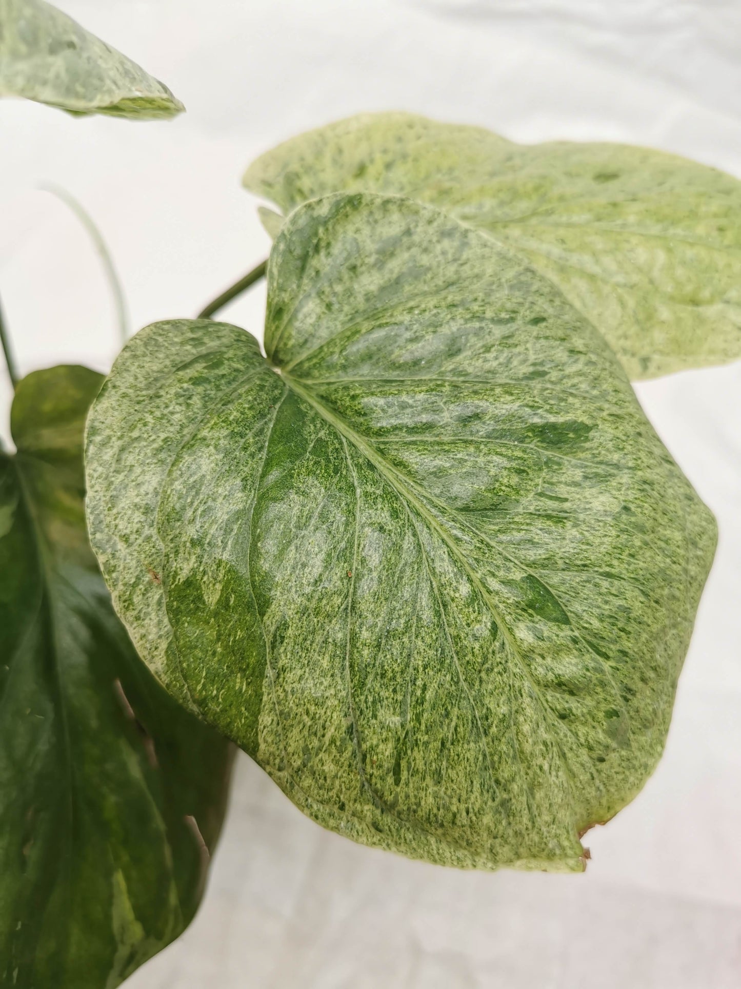 Amydrium Medium Mint "Rare" Nr. 1