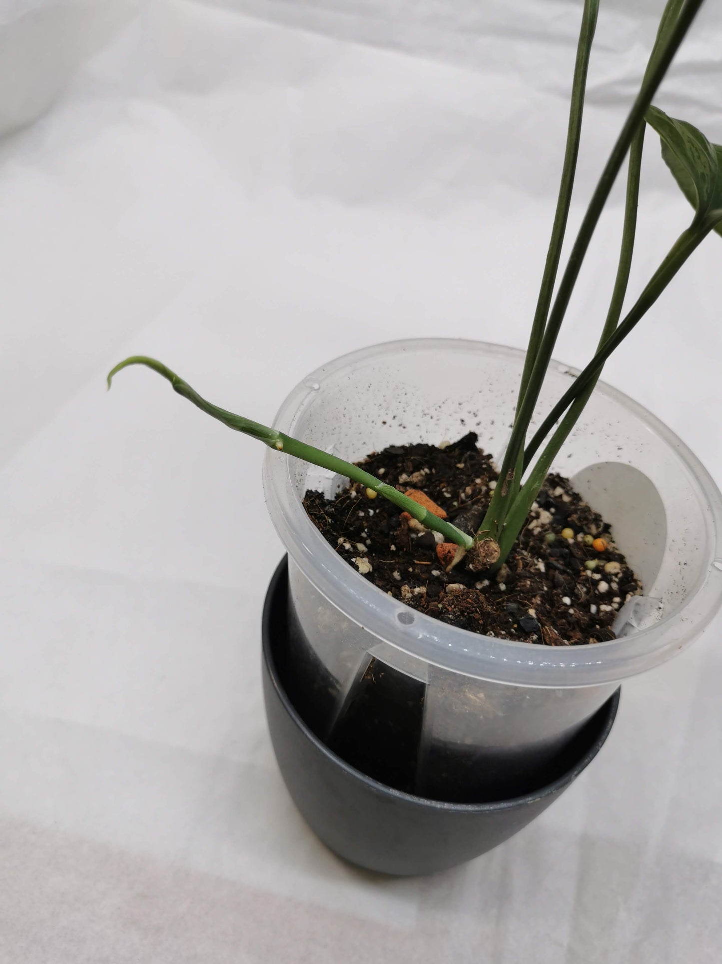 Amydrium Medium Mint "Rare" Nr. 1