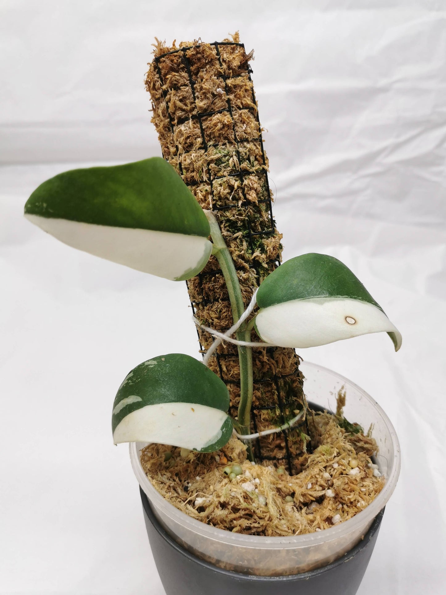 Rhaphidophora Hayli variegated Nr.2