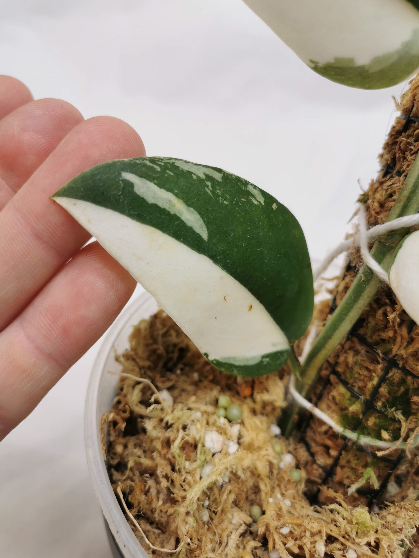 Rhaphidophora Hayli variegated Nr.2