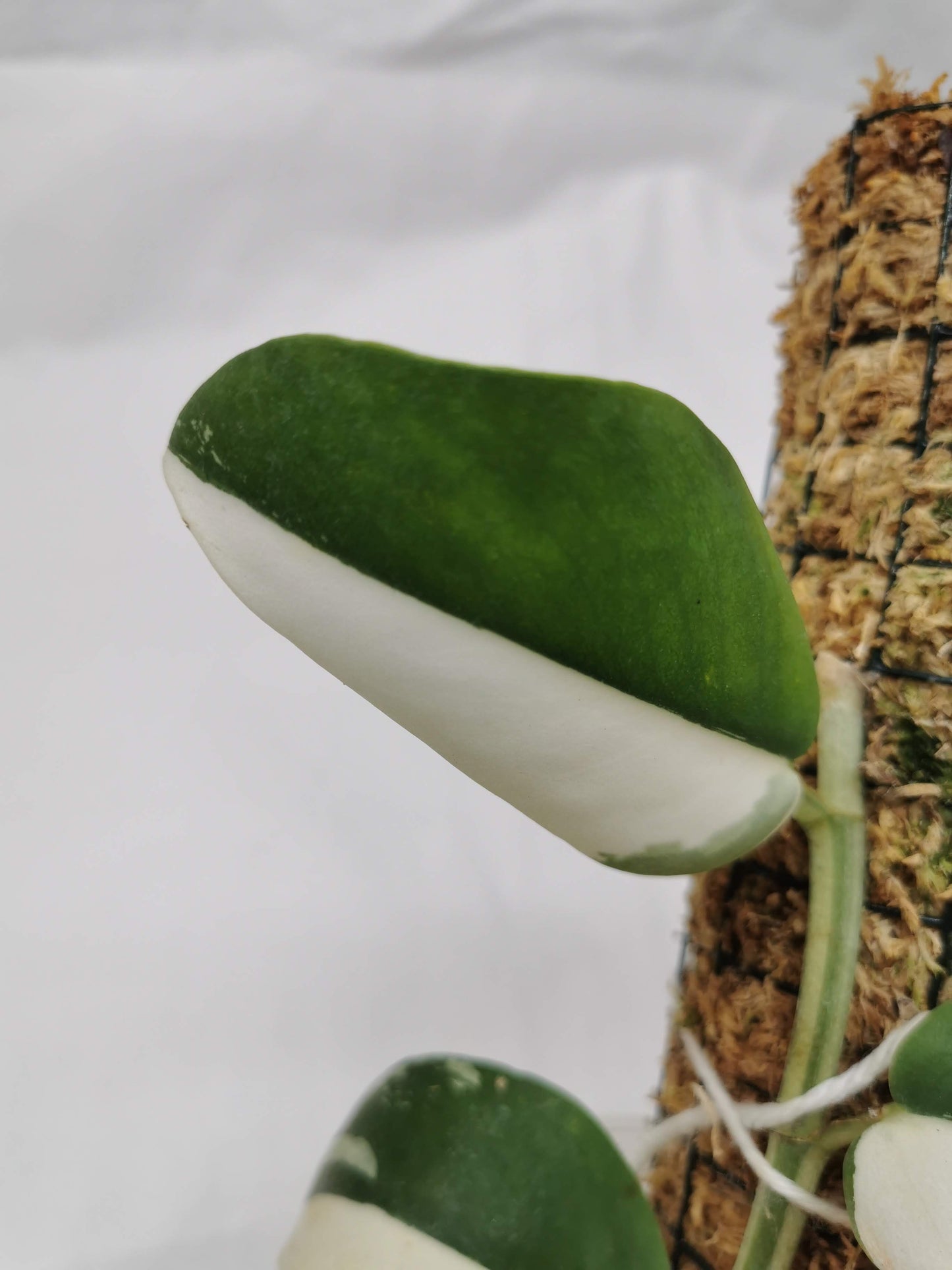 Rhaphidophora Hayli variegated Nr.2