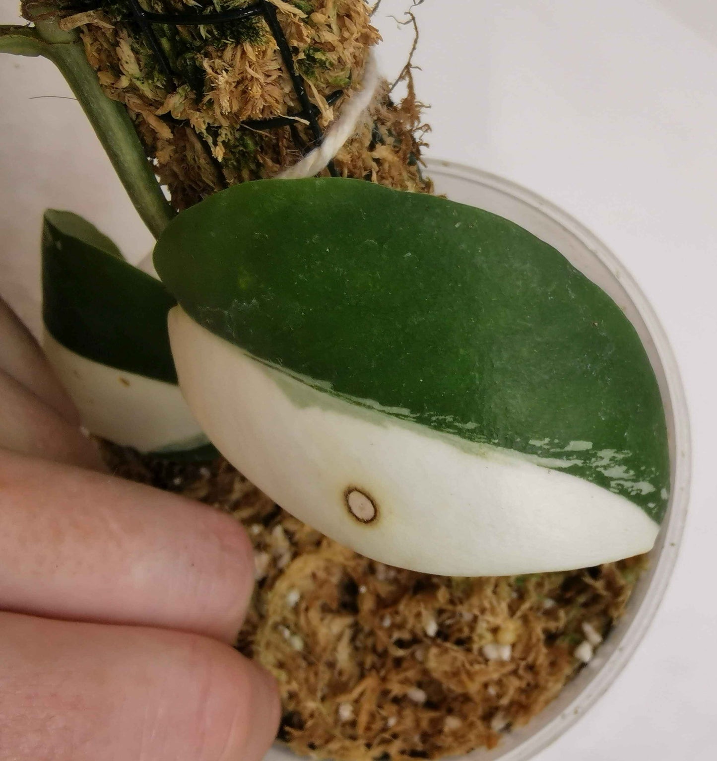 Rhaphidophora Hayli variegated Nr.2