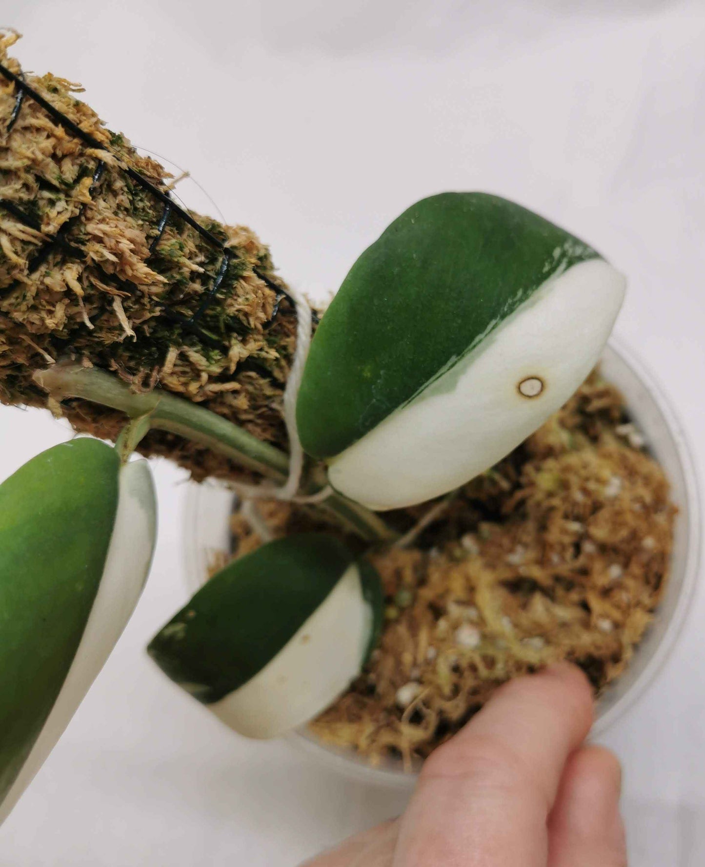 Rhaphidophora Hayli variegated Nr.2