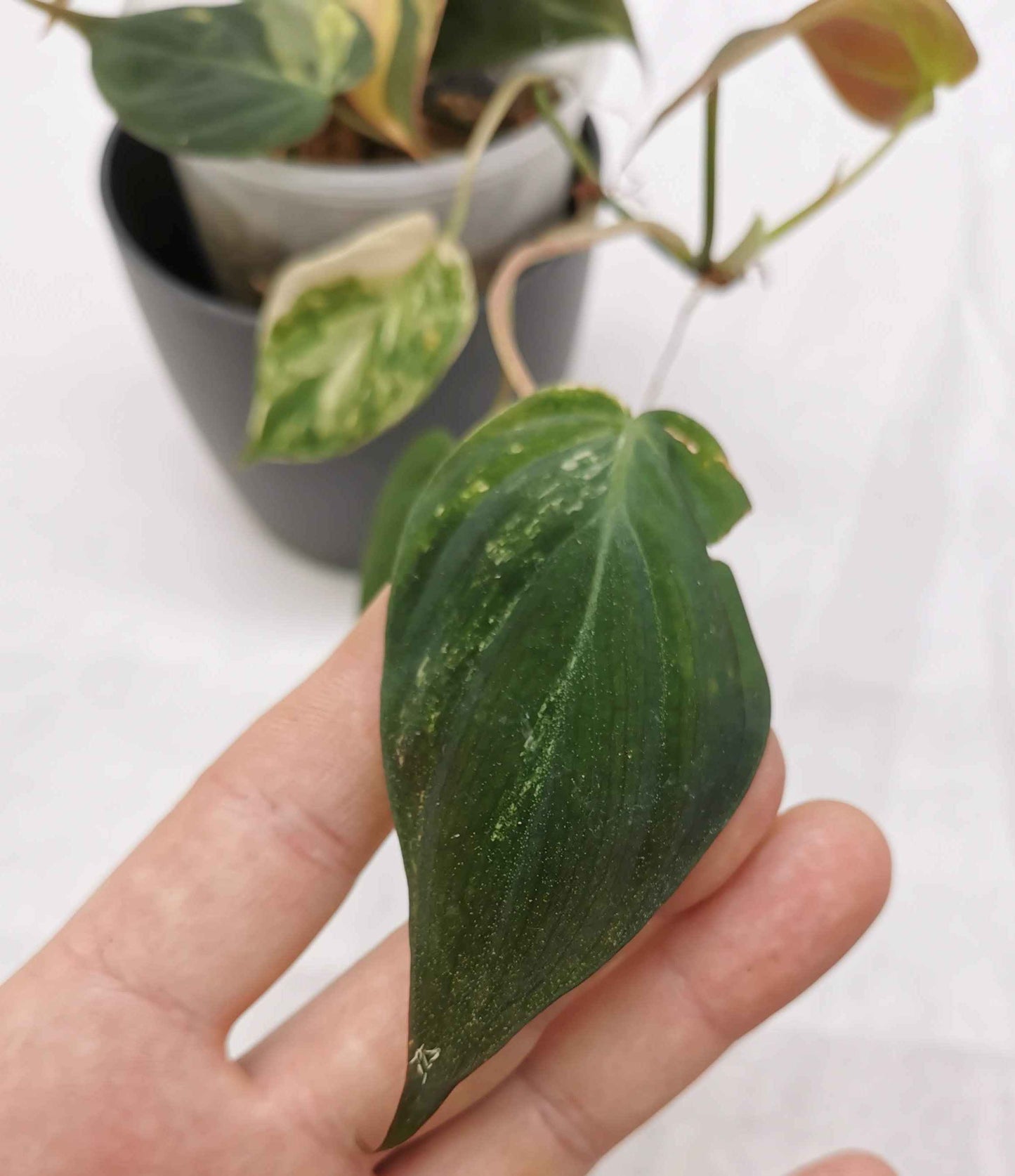 Philodendron Micans Variegata Nr. 1