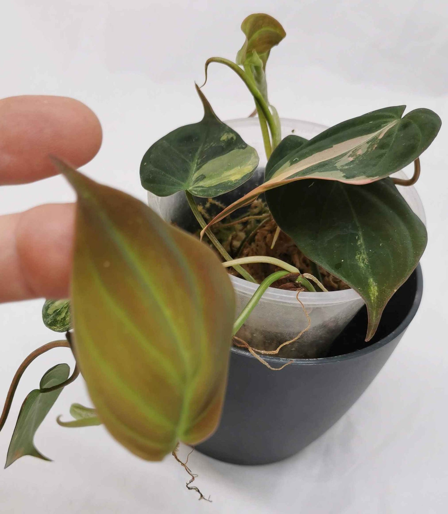 Philodendron Micans Variegata Nr. 1