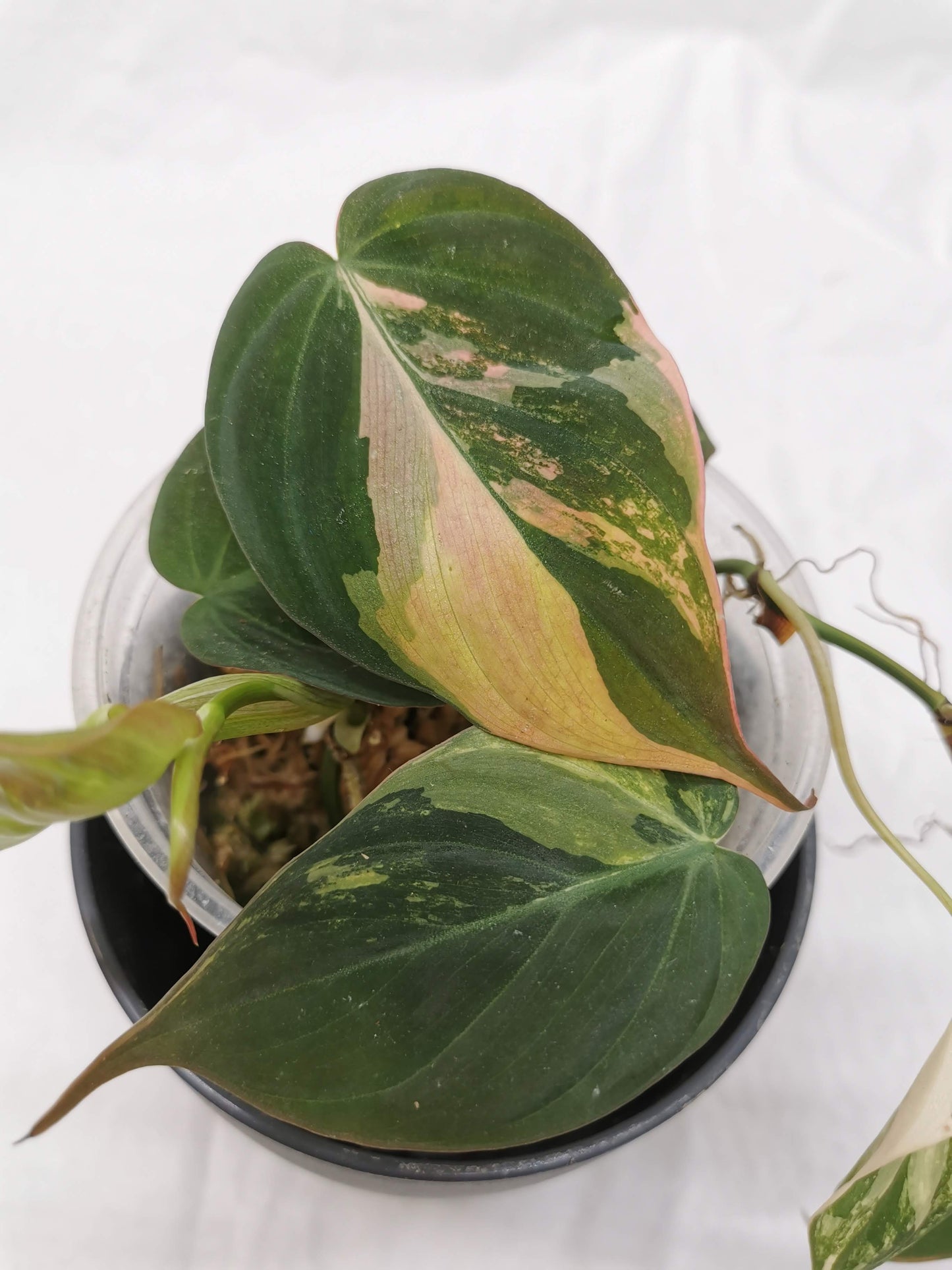 Philodendron Micans Variegata Nr. 1