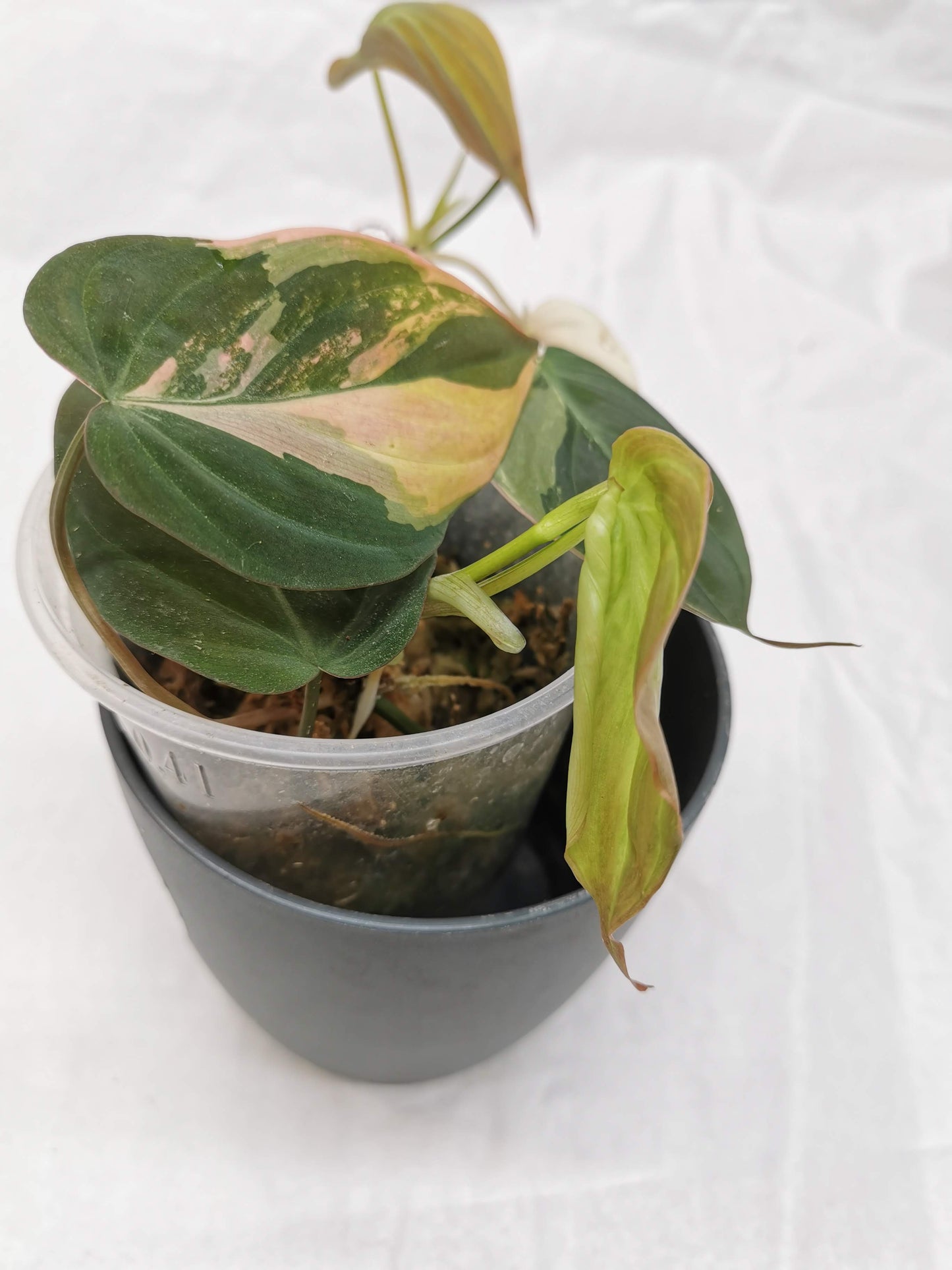 Philodendron Micans Variegata Nr. 1