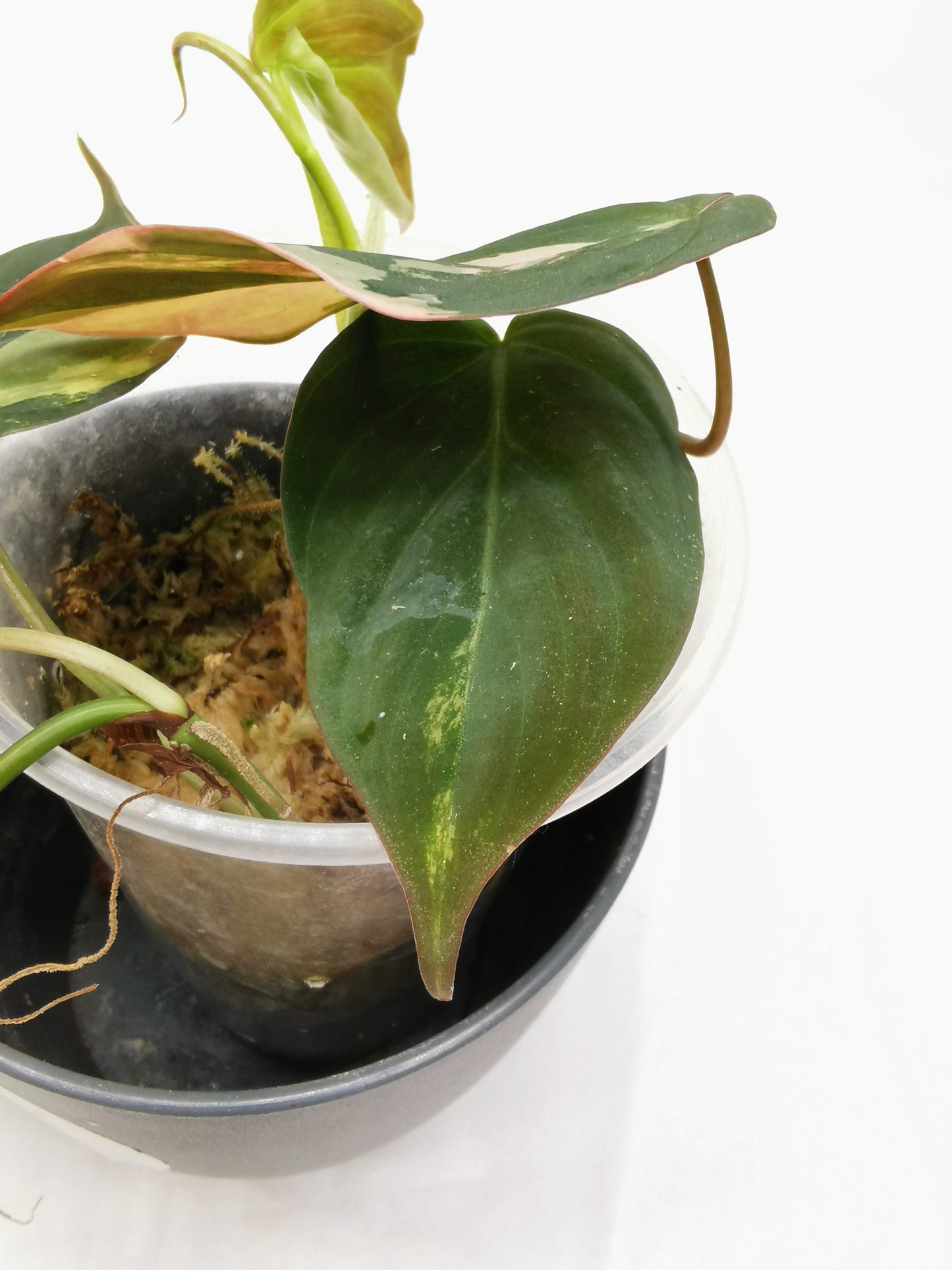 Philodendron Micans Variegata Nr. 1