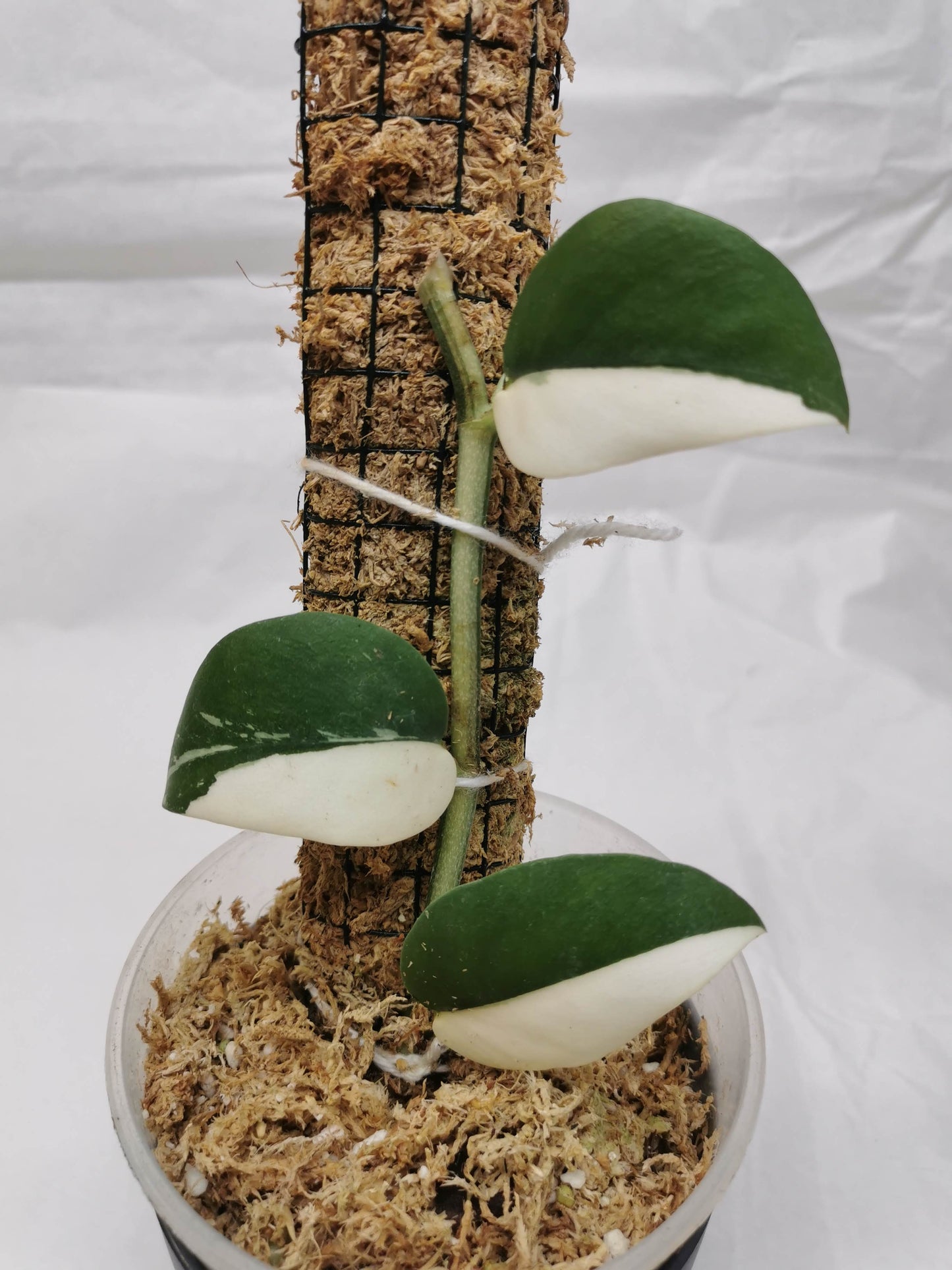 Rhaphidophora Hayli variegated Nr.3