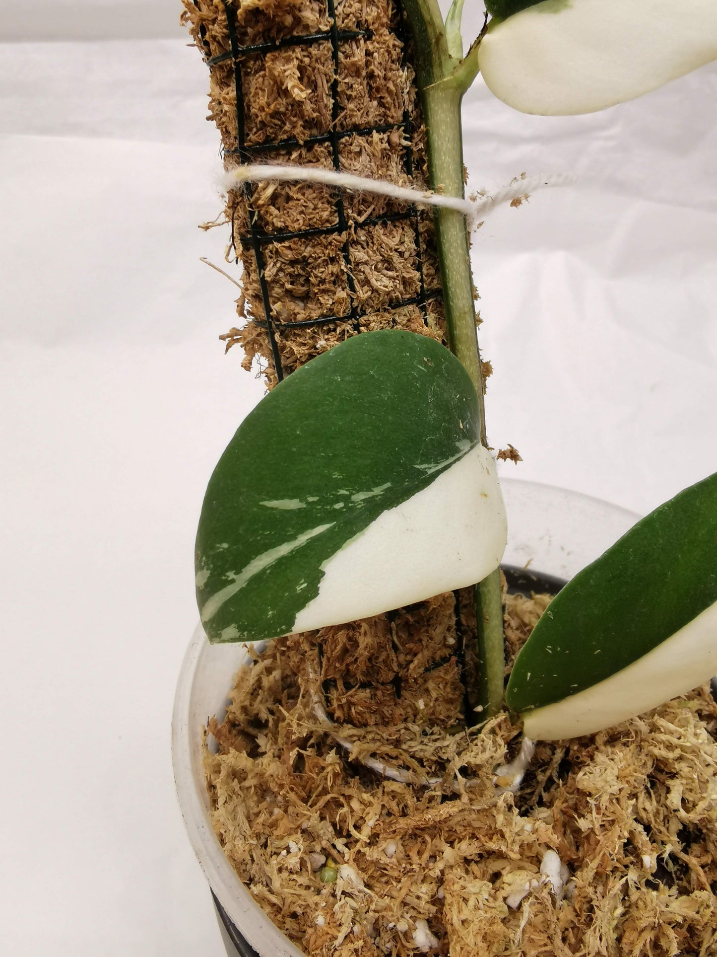 Rhaphidophora Hayli variegated Nr.3