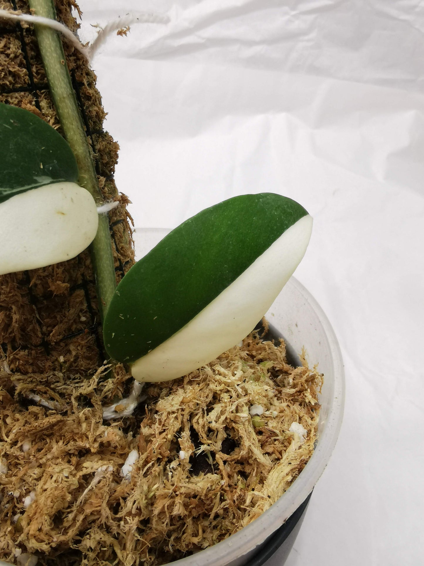 Rhaphidophora Hayli variegated Nr.3