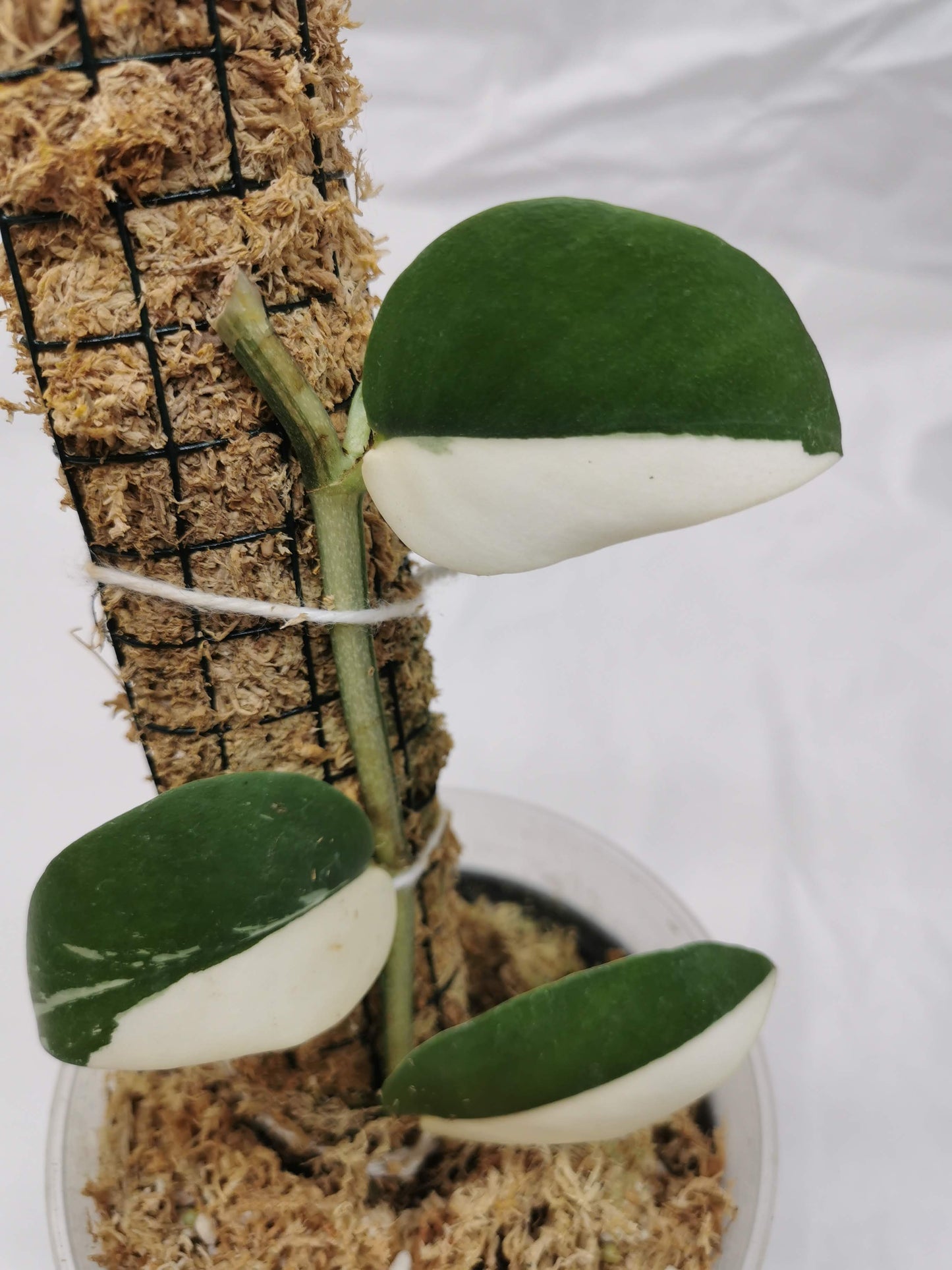 Rhaphidophora Hayli variegated Nr.3