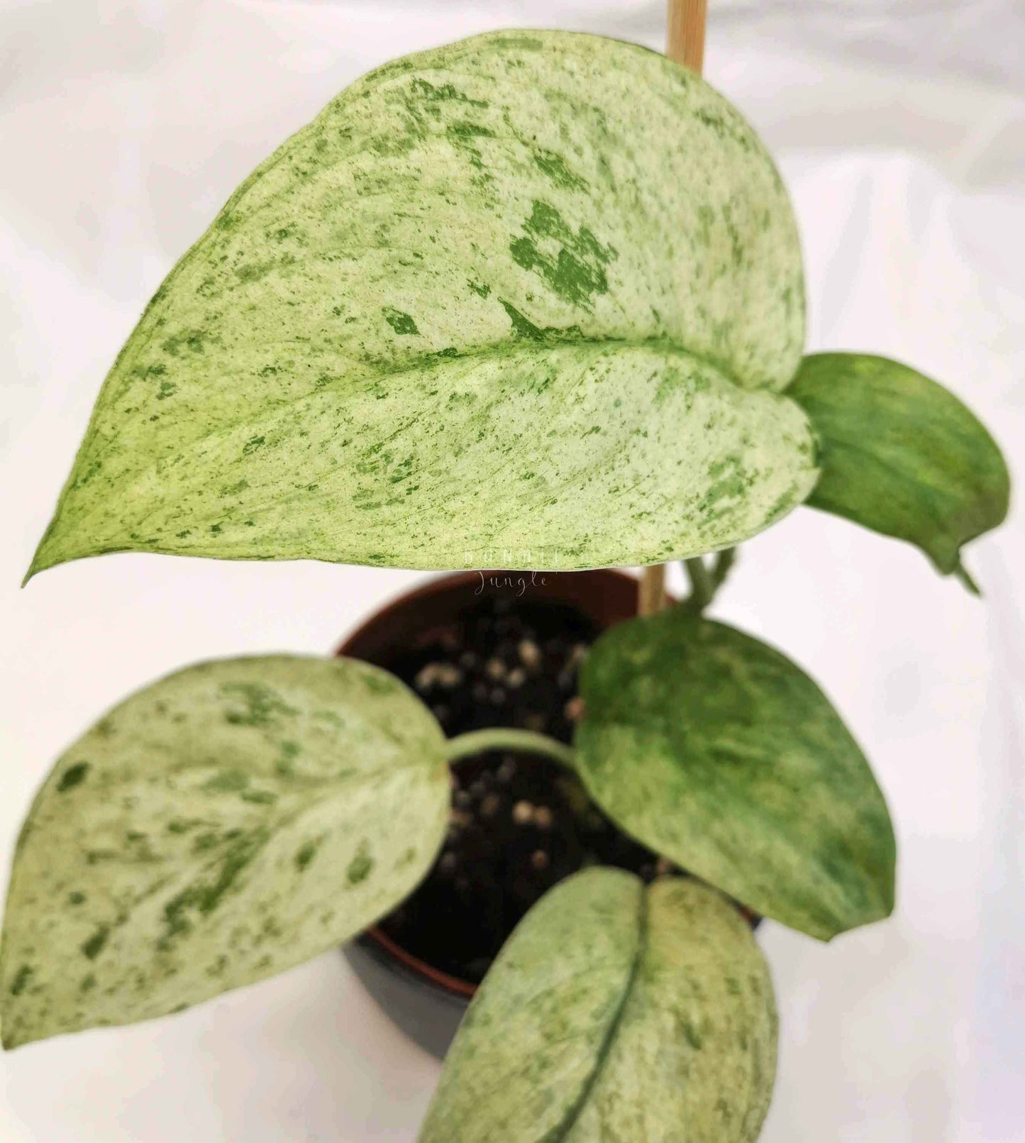 Scindapsus cream blue Nr.4