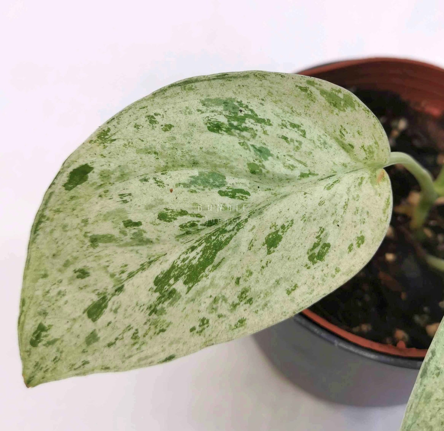 Scindapsus cream blue Nr.4