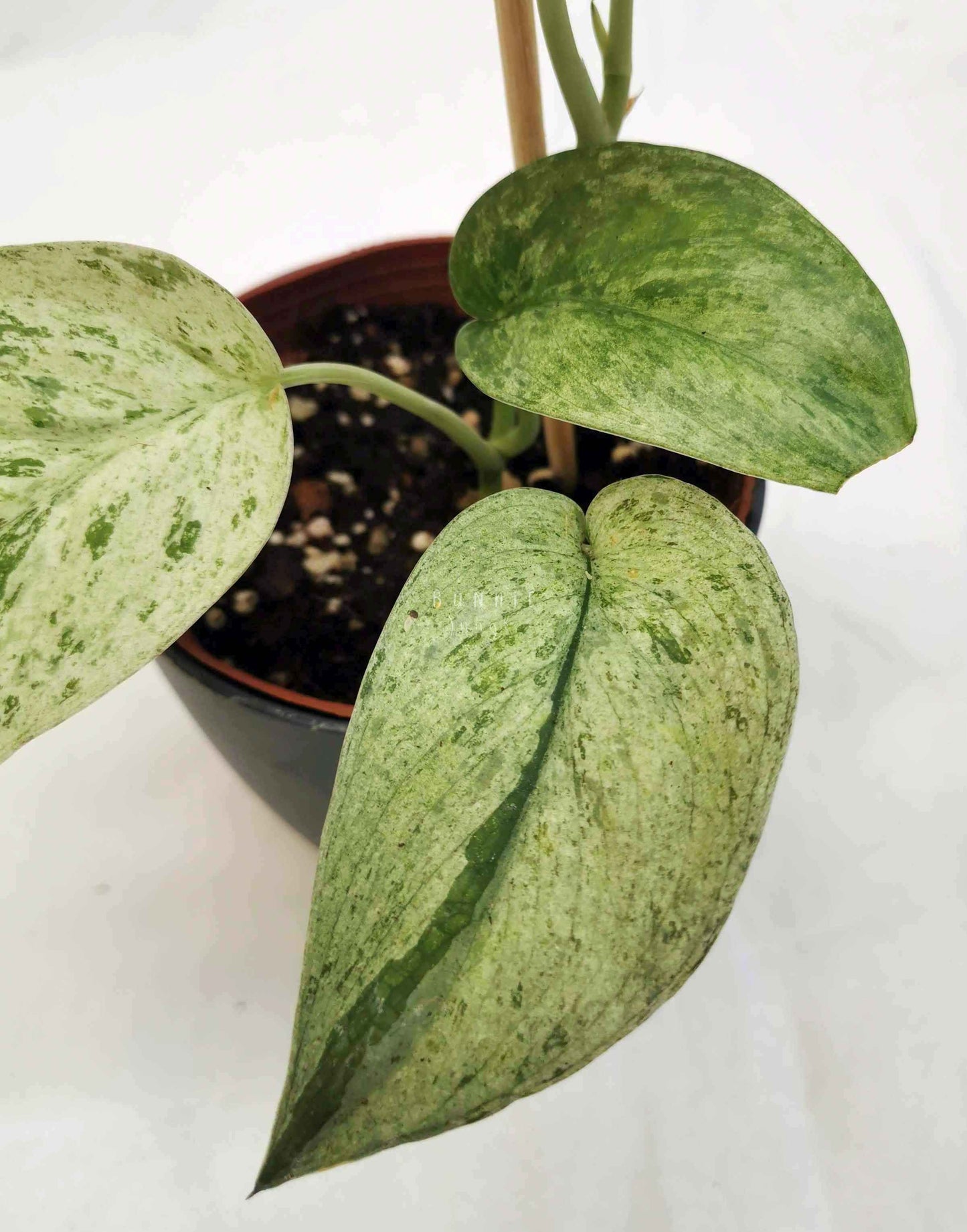 Scindapsus cream blue Nr.4