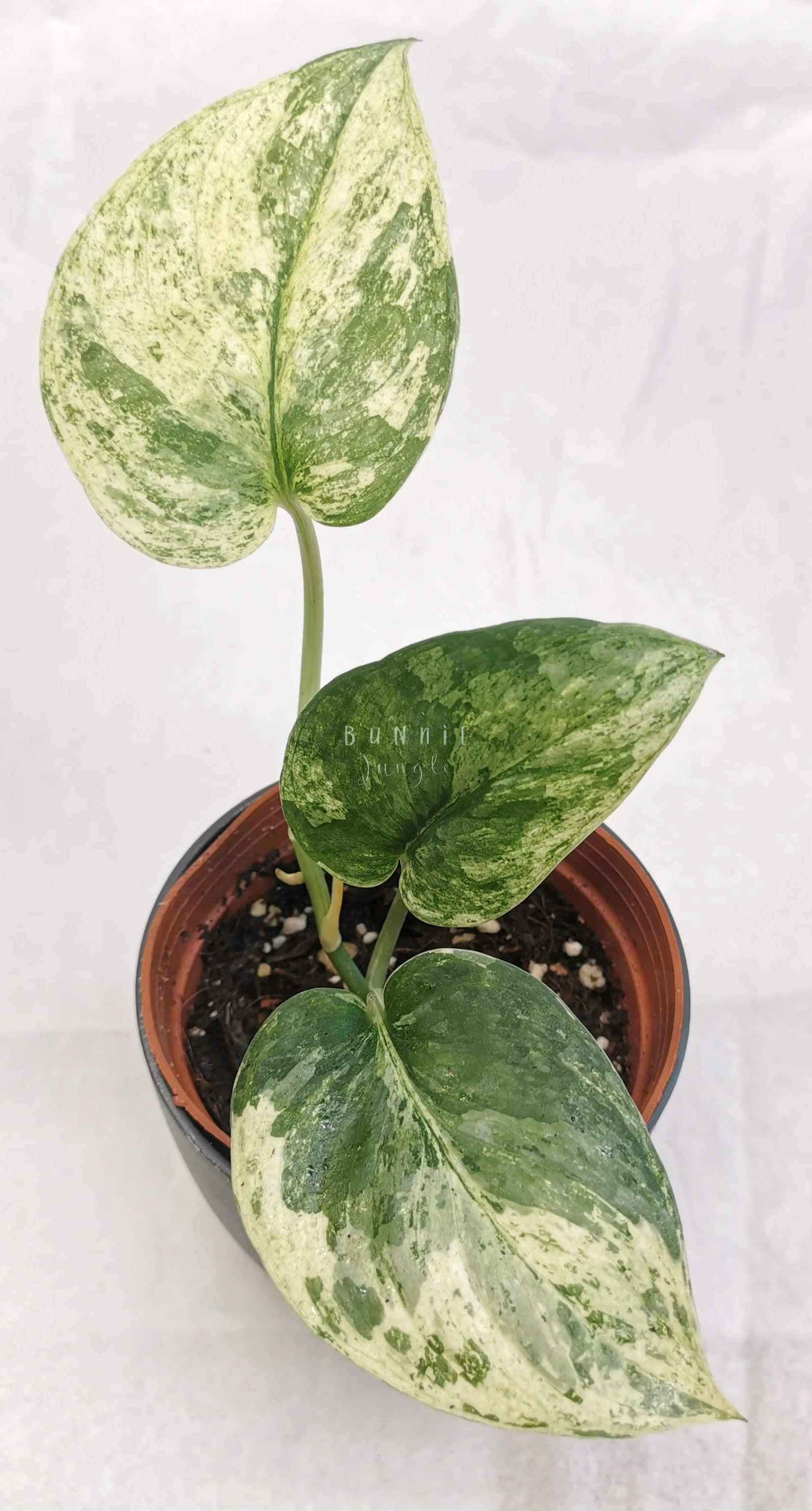 Scindapsus exotica albo Nr.5