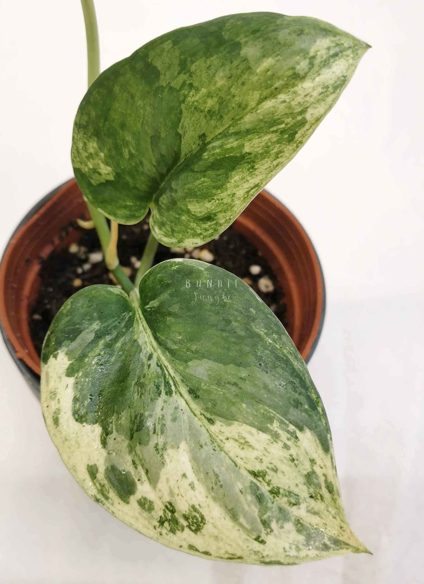 Scindapsus exotica albo Nr.5