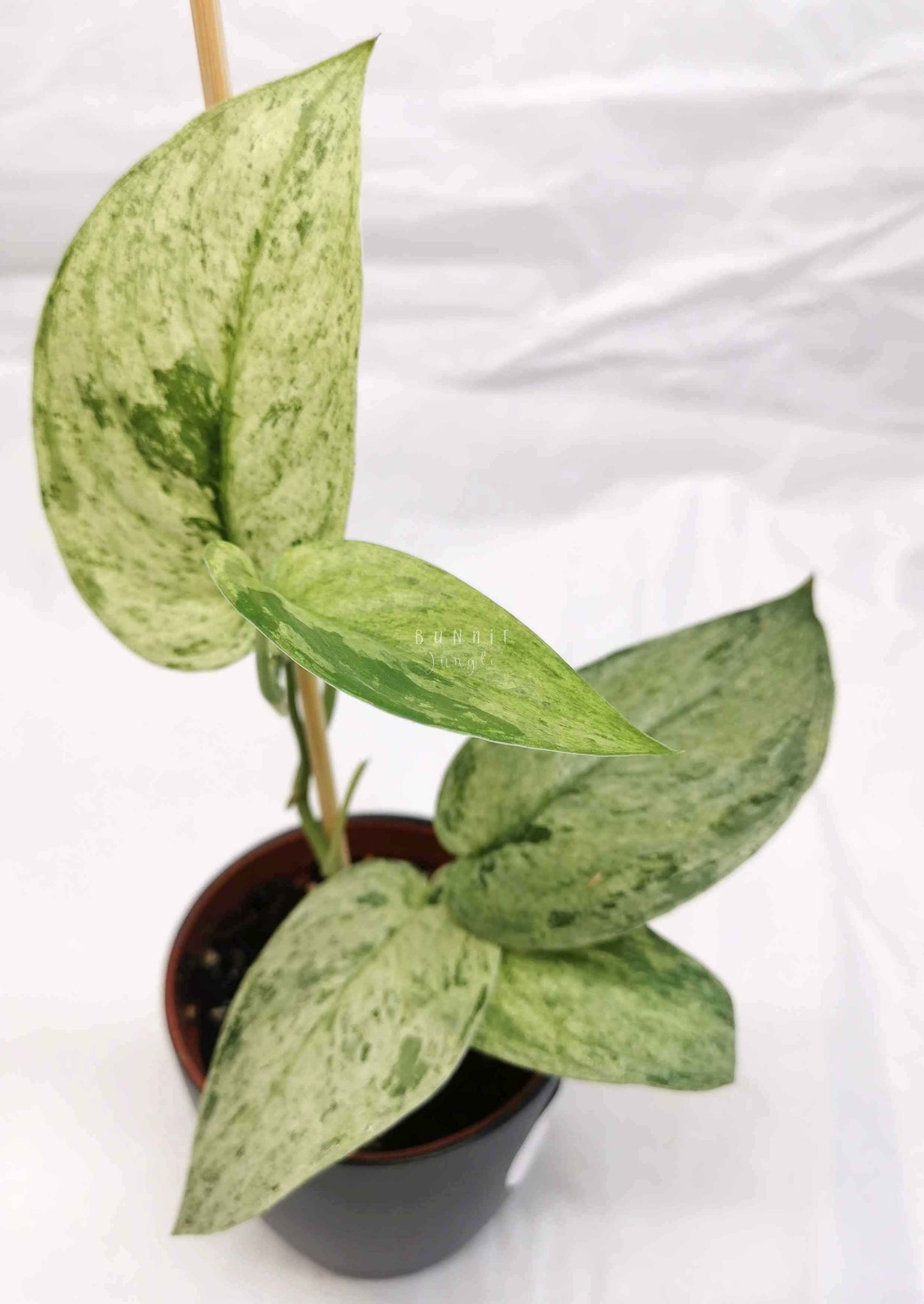 Scindapsus cream blue Nr.3