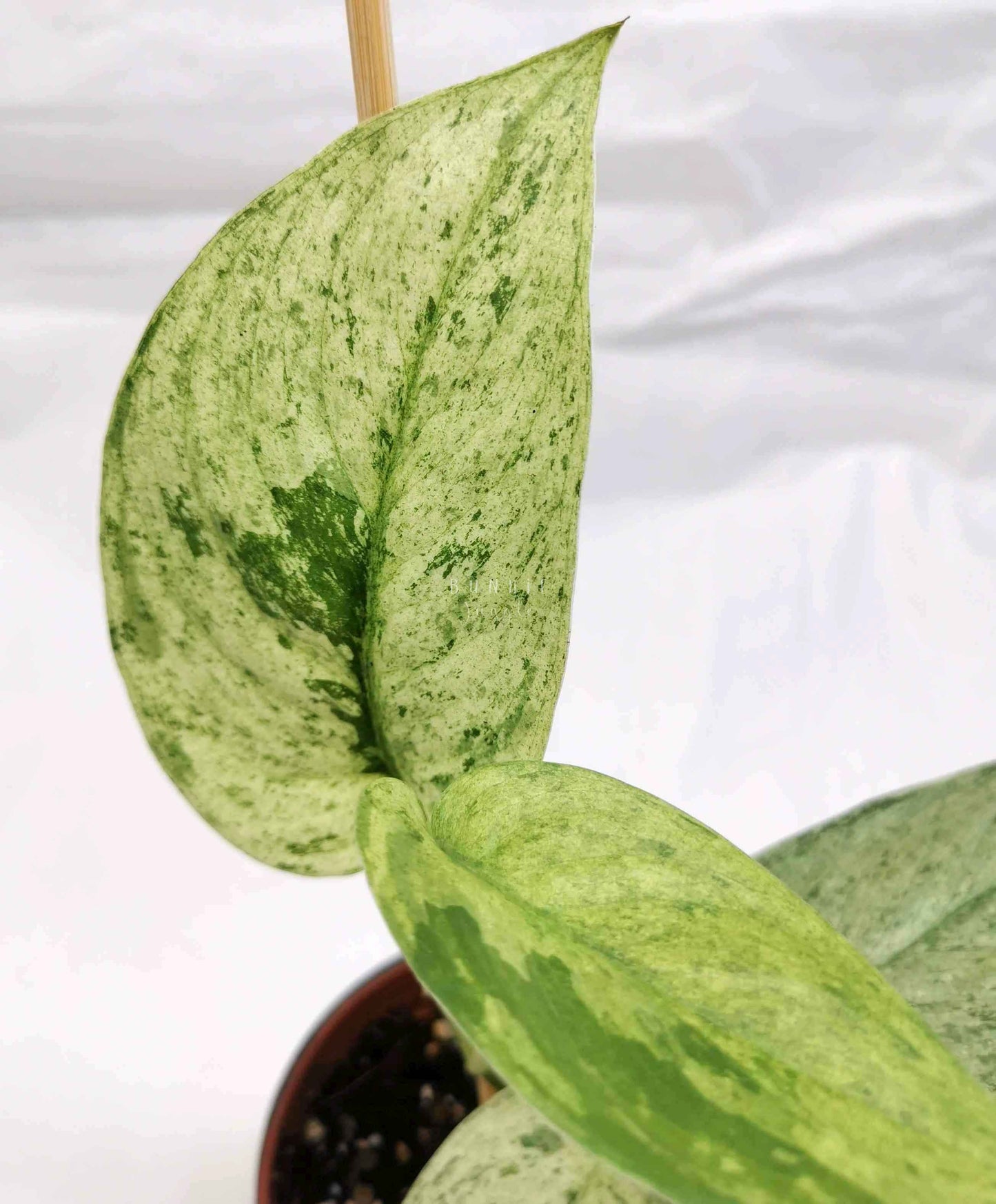 Scindapsus cream blue Nr.3