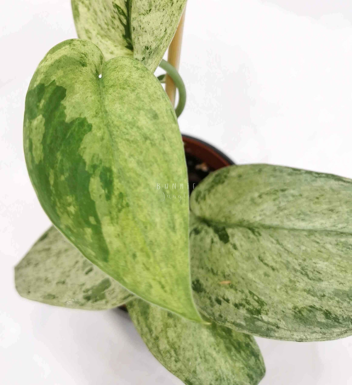 Scindapsus cream blue Nr.3