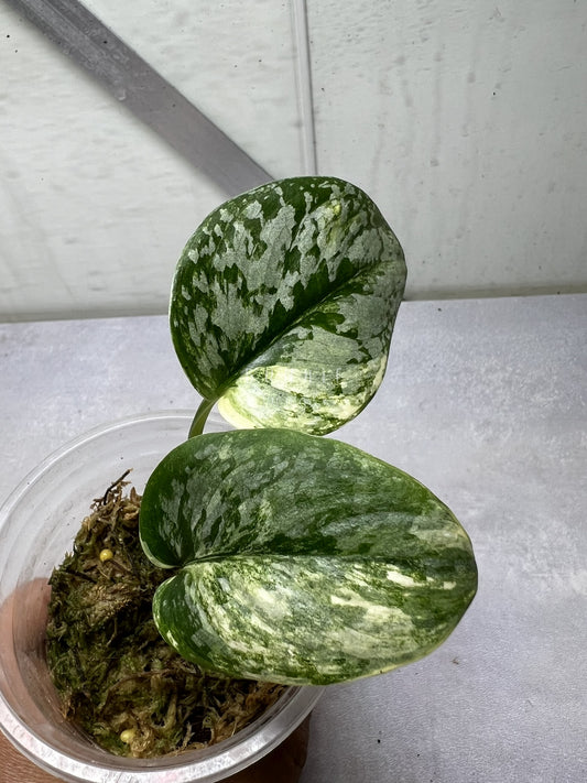 Scindapsus Geulis Pisan Variegated  Nr. 1 "RARE"