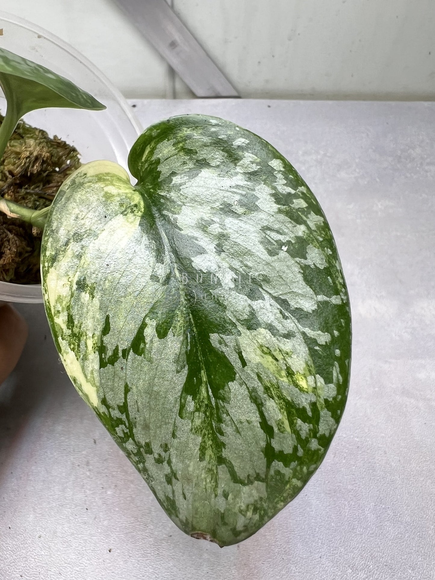 Scindapsus Geulis Pisan Variegated  Nr. 1 "RARE"