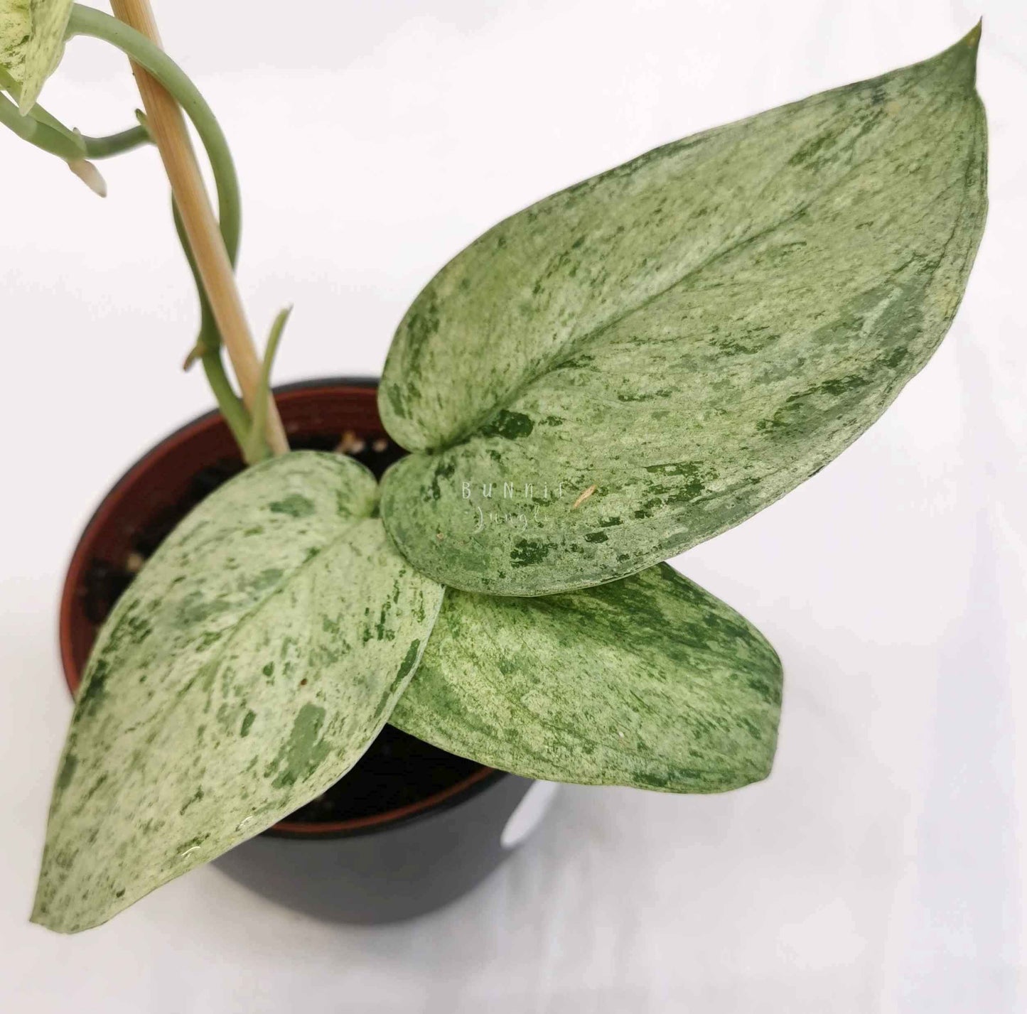 Scindapsus cream blue Nr.3