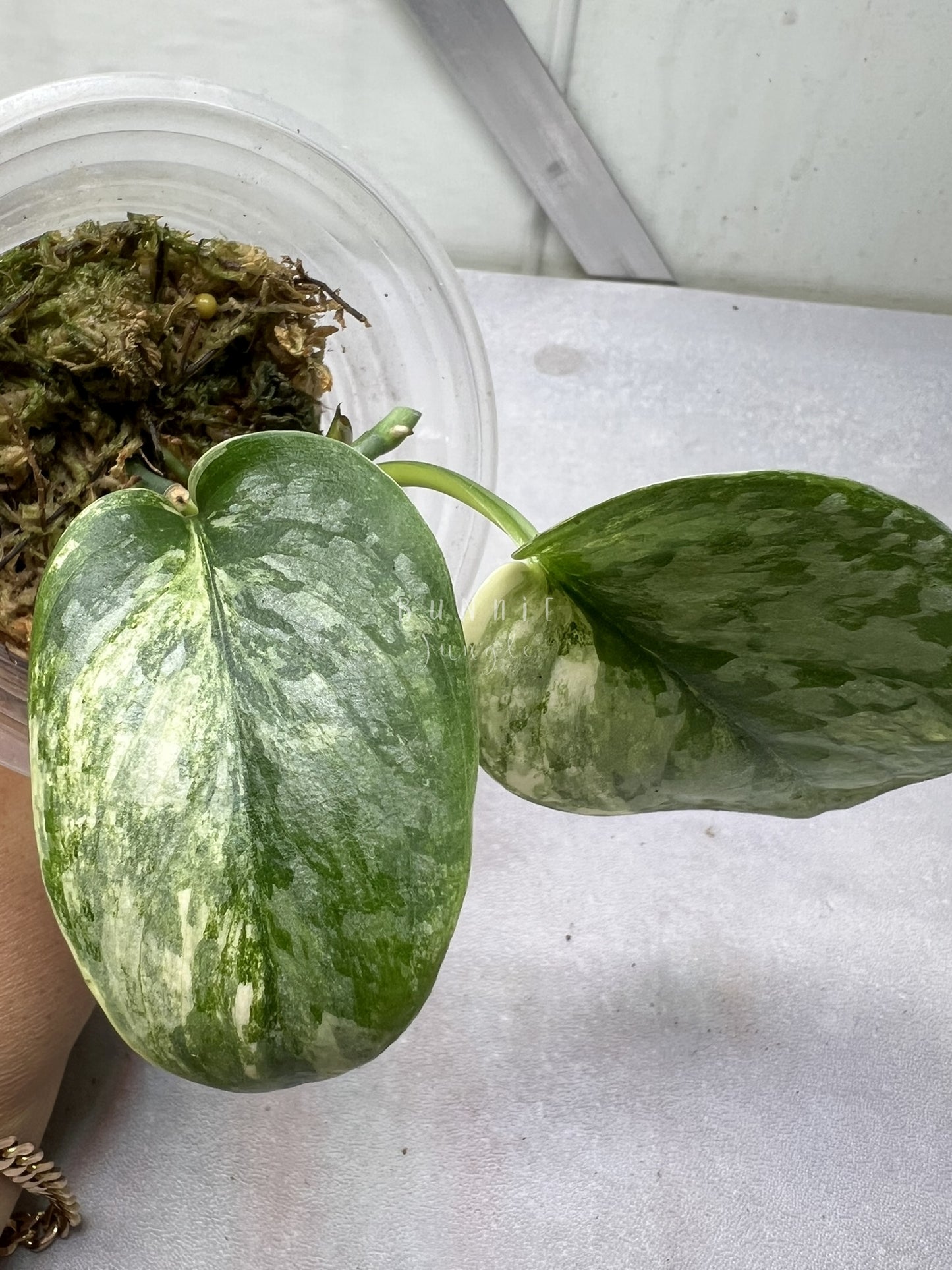 Scindapsus Geulis Pisan Variegated  Nr. 1 "RARE"
