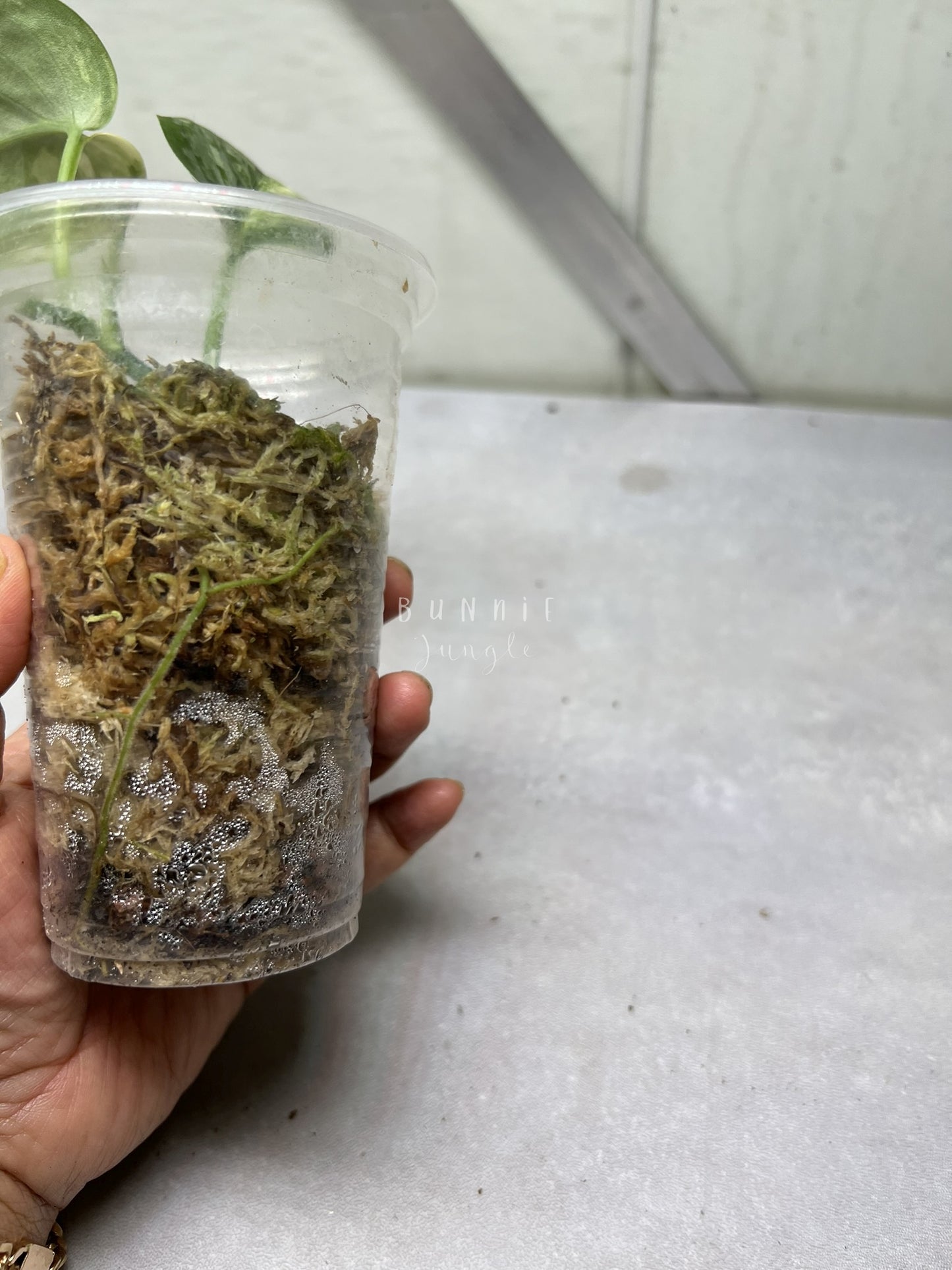 Scindapsus Geulis Pisan Variegated  Nr. 1 "RARE"